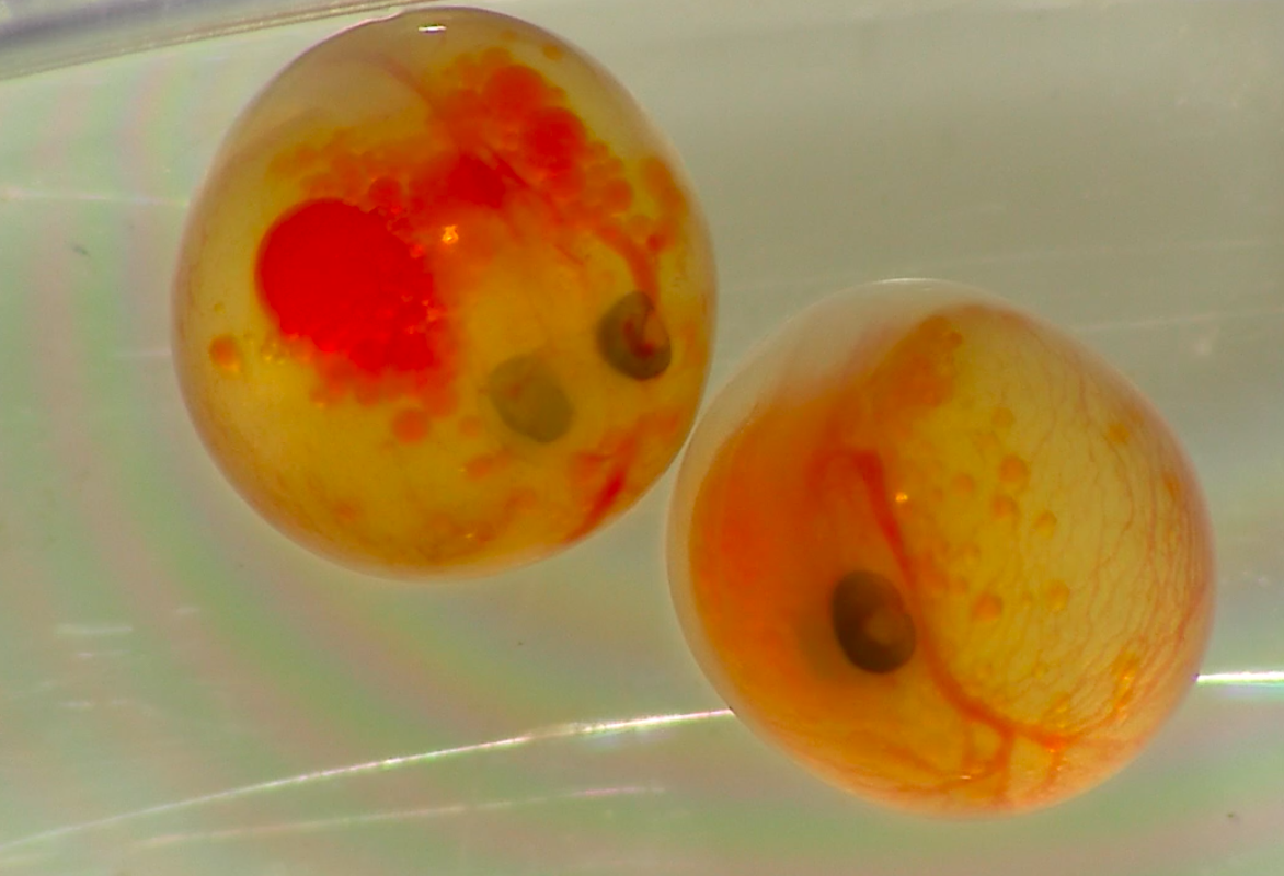 Born in the Classroom, Back to the Current