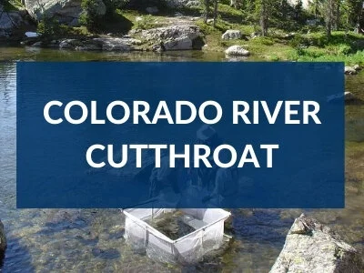 Native Trout — Colorado Trout Unlimited