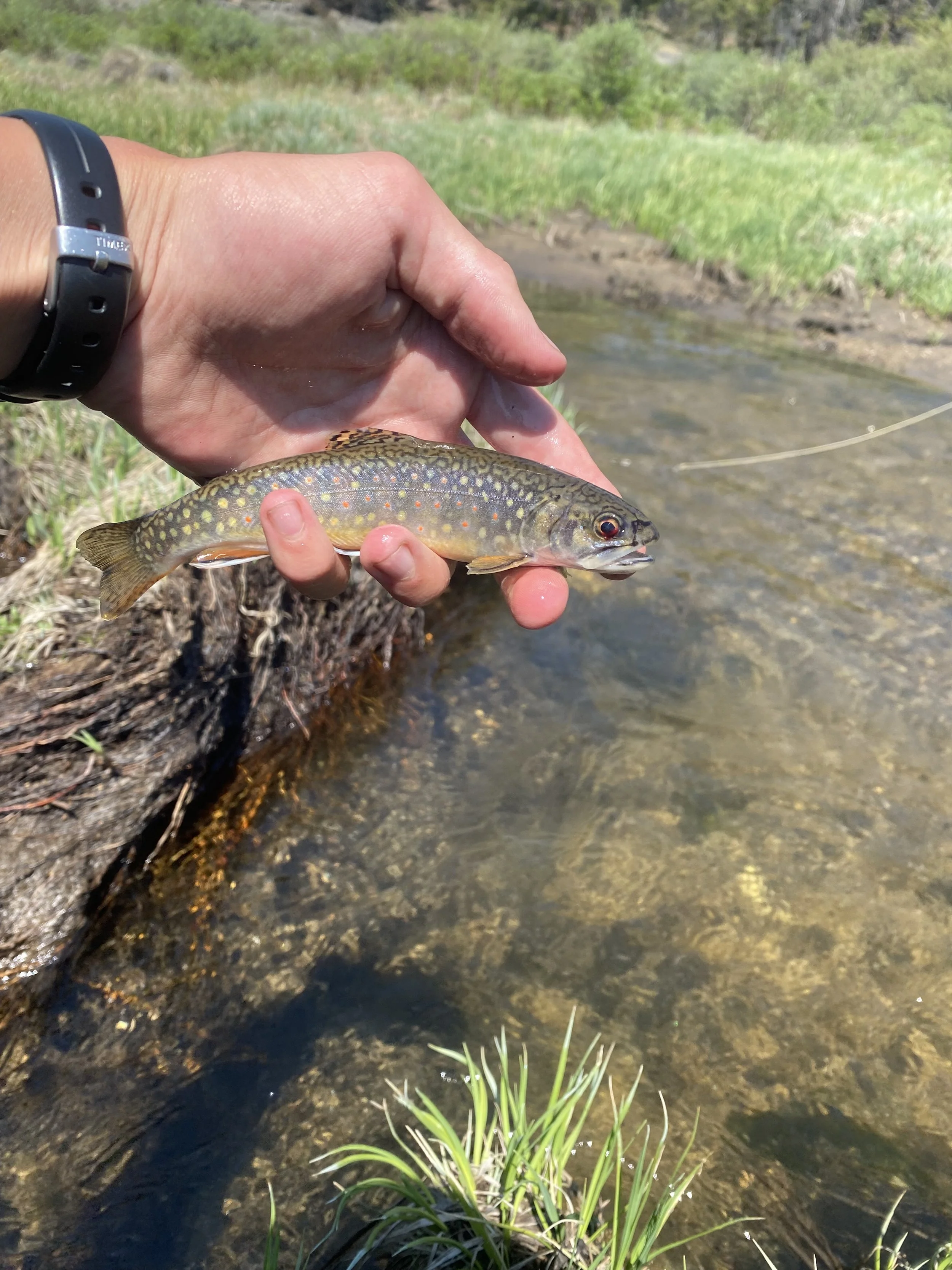 River Conservation and Fly Fishing Camp — Colorado Trout Unlimited