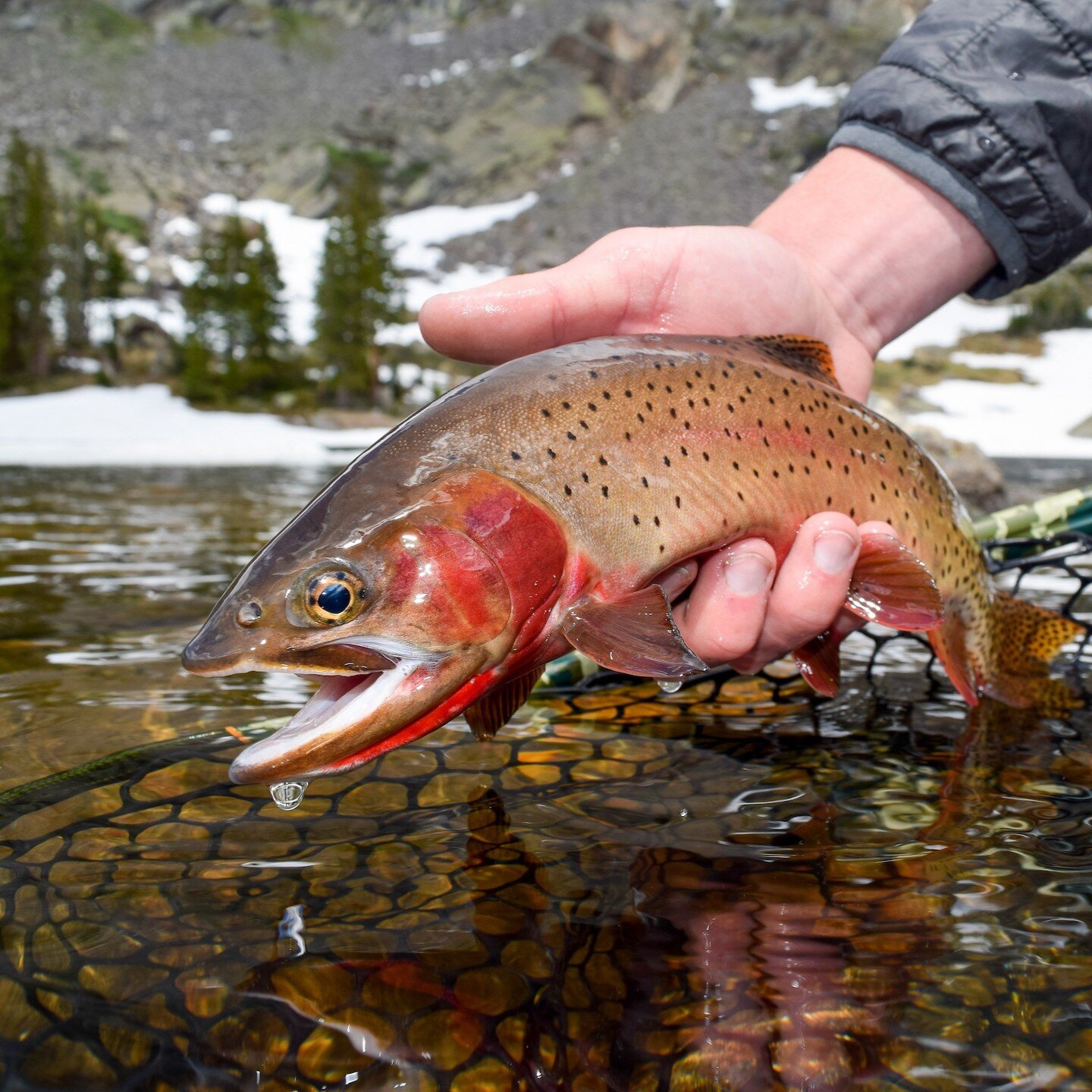 Colorado 2024-2025 fishing licenses are now available! Colorado provides 27,000 miles of streams and more than 1,300 lakes and reservoirs. From warmer waters to mountain streams, Colorado angling opportunities are world-renowned. Funding from fishing