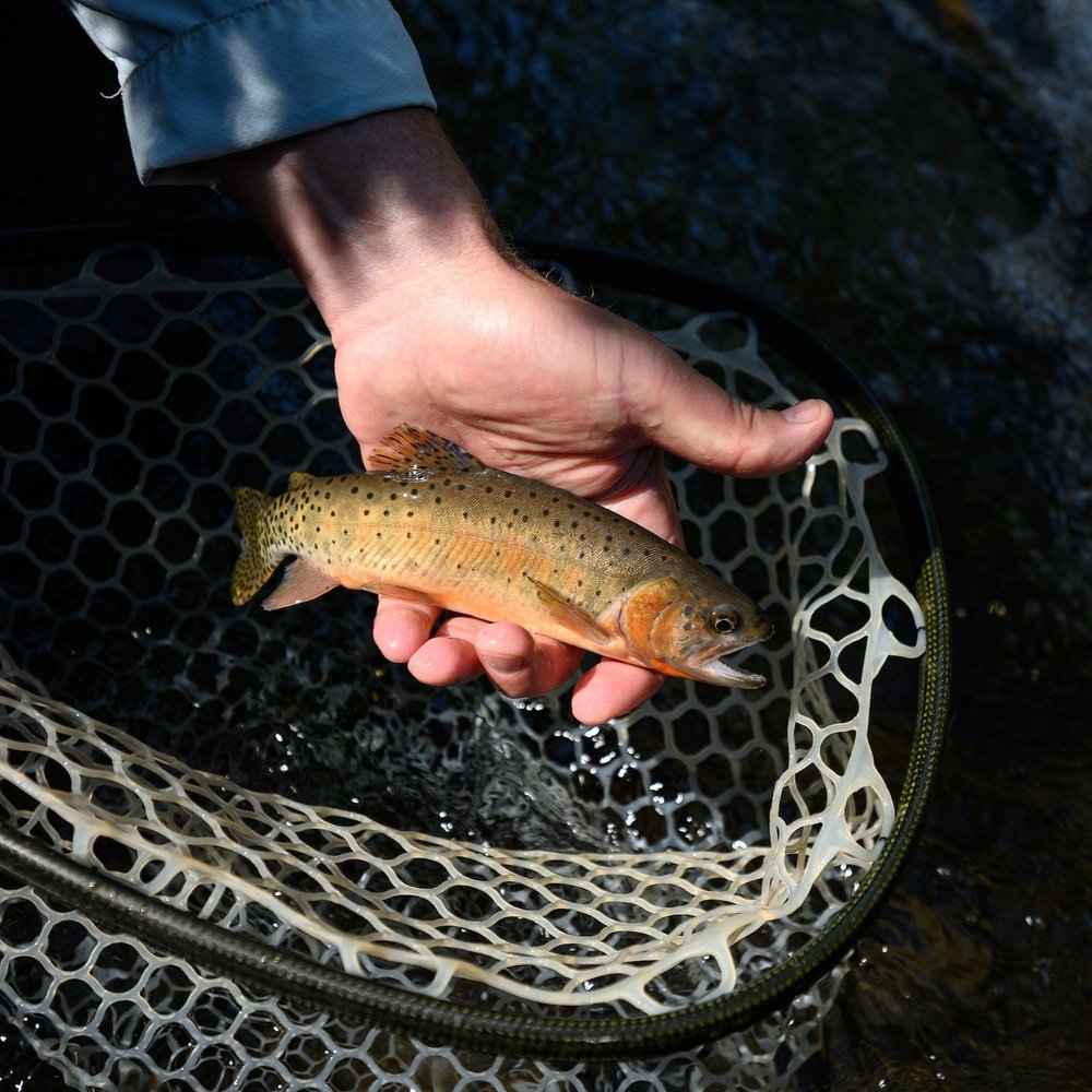 Trout and Water Temperature When it's time for a break — Colorado