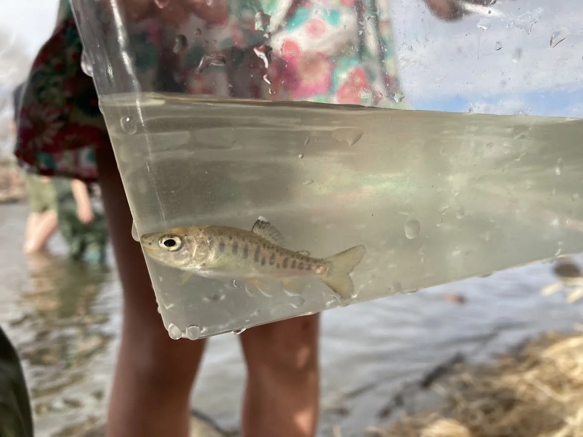Trout in the Classroom