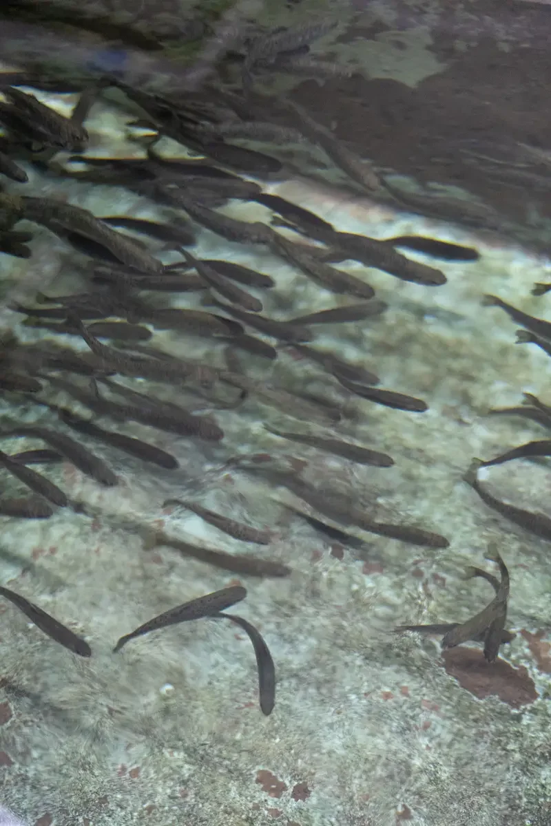 Credit Dave Papineau (18).webp