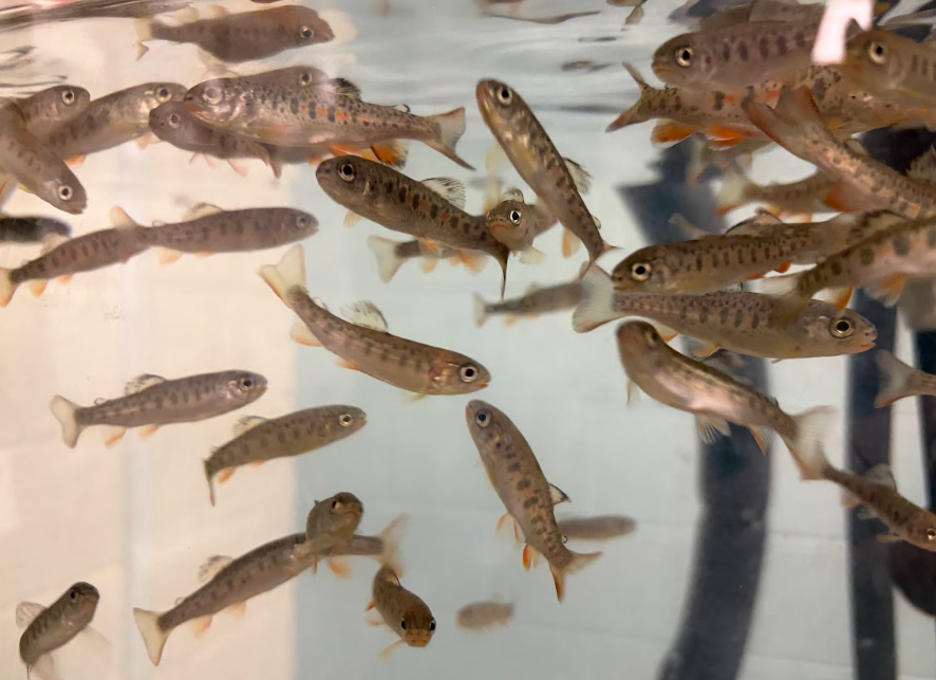 Trout in the Classroom: A year of Conservation, Connection, and Lasting Impact