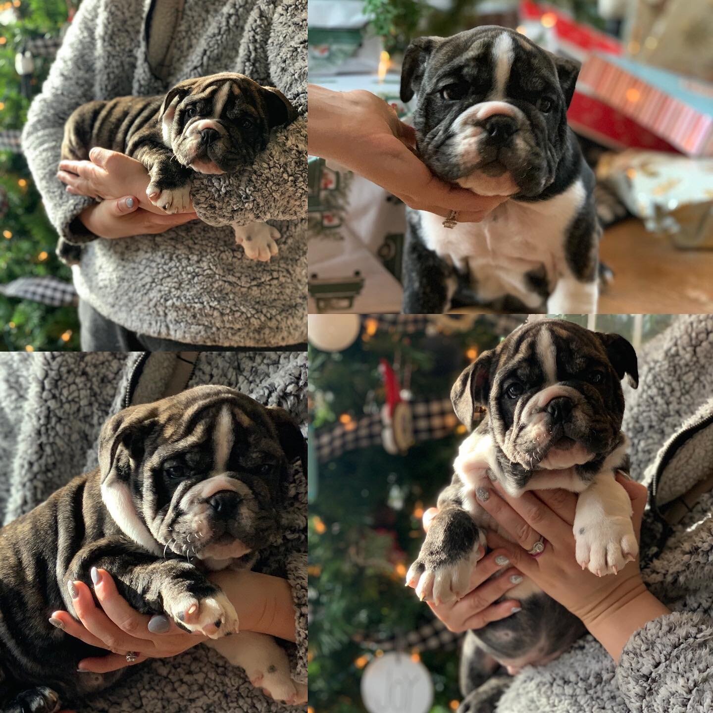 Jackson baby is a gentle giant. He&rsquo;s easy going, chill and loves playing with the kids

Jackson comes with 2 vaccines, he&rsquo;s microchipped and AKC registered. 

#bulldogpuppies #englishbulldogs #christmaspuppy #washington #washingtonbulldog