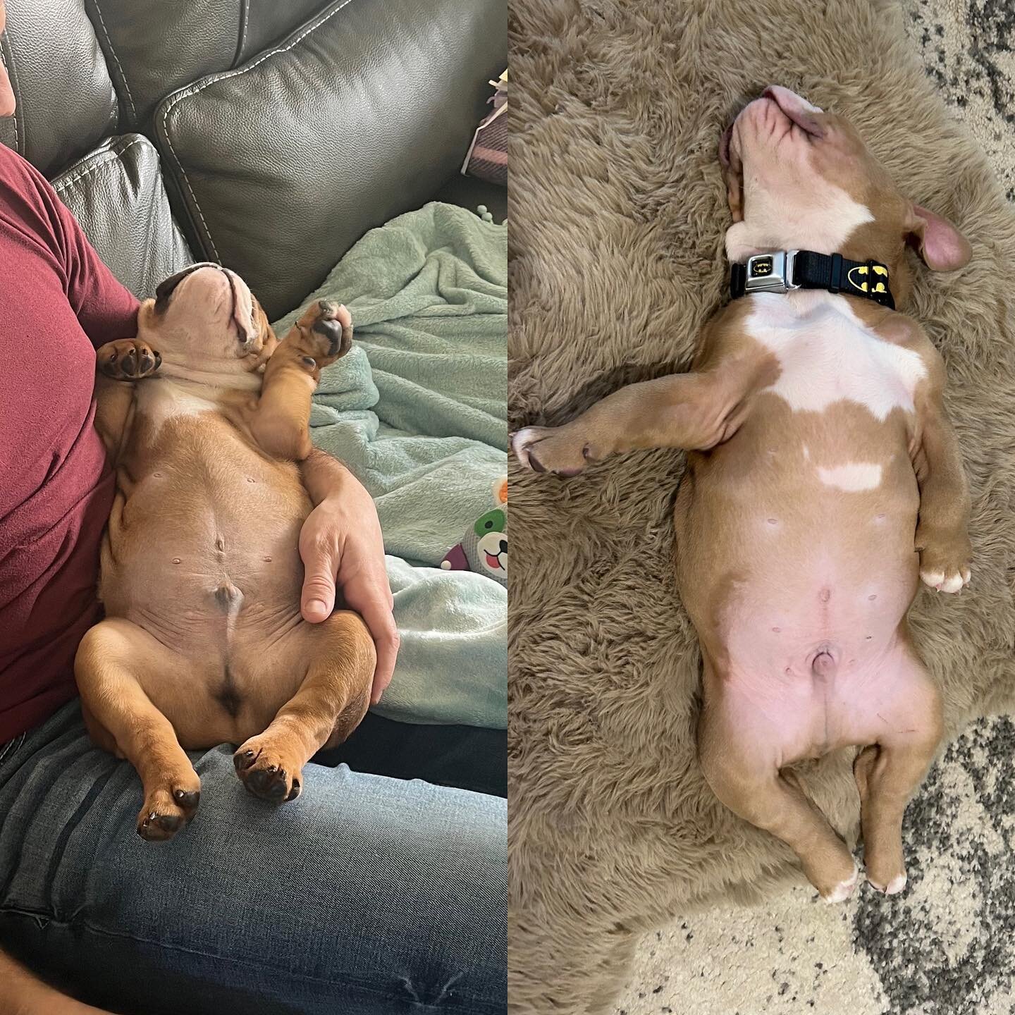 Two of our boys have already made themselves right at home. 

#puppybelly #happypuppy #englishbulldog #newhome #healthypup #washington #washingtonbulldogs