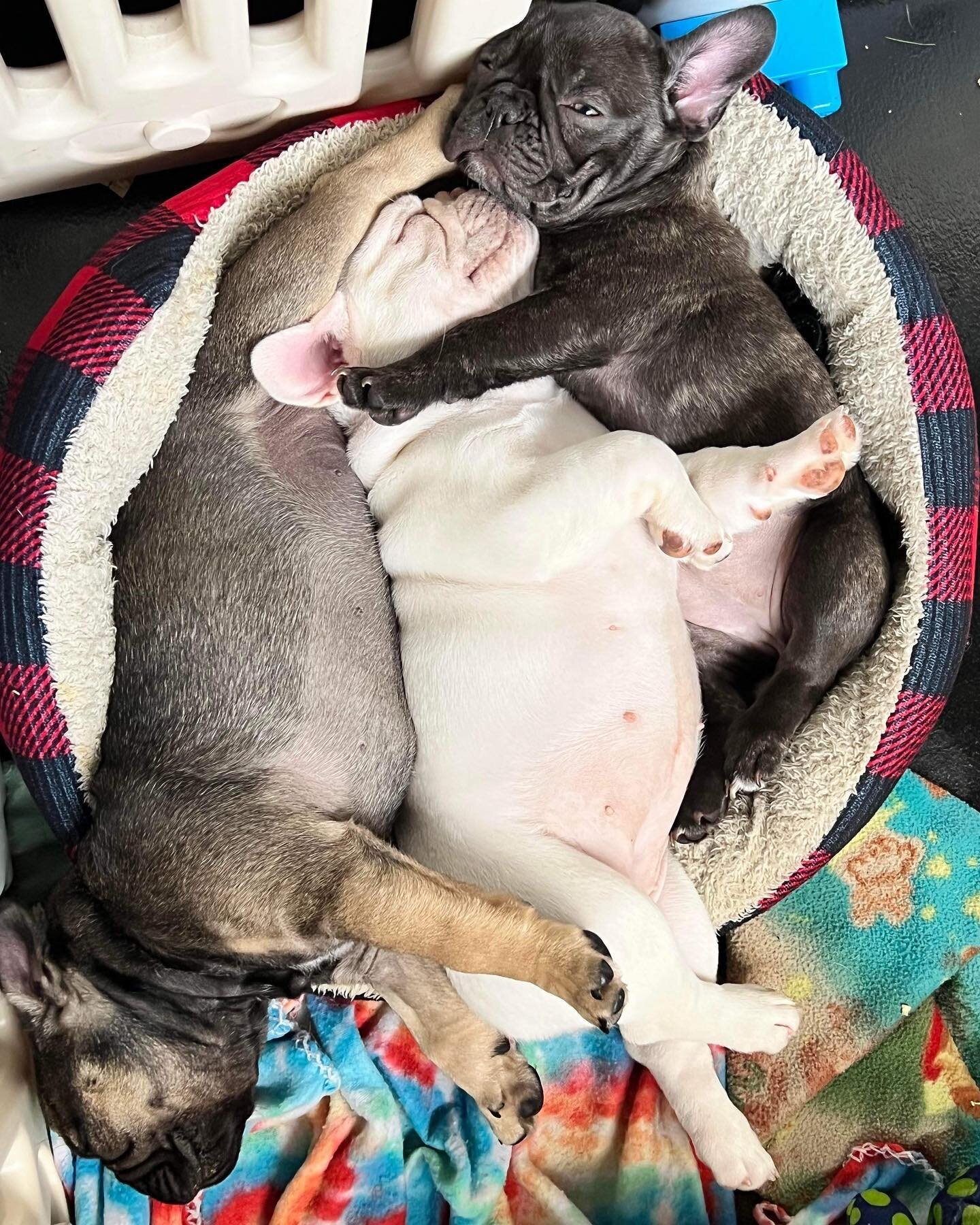 Lola and Stan are looking for parents. Brindle baby goes home tomorrow ❤️

#frenchbulldog #frenchie #bulldog #seattlebulldogs #washingtonbulldogs #seattlepuppies #squishyfacecrew #waiting #englishbulldogpuppy #englishbulldogpuppies  #frenchbulldogpup