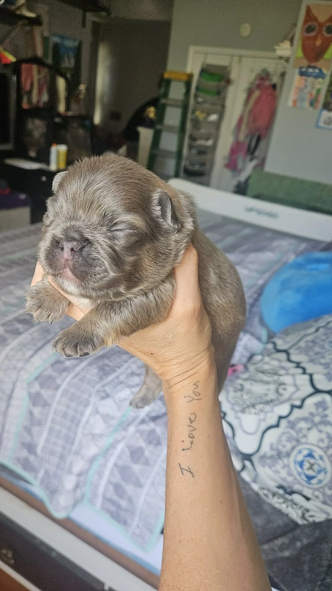 Fluffy French Bulldog