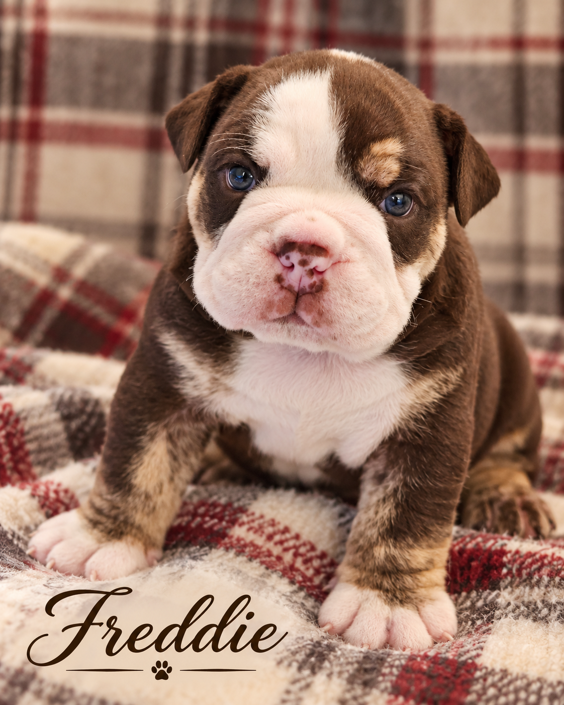 Freddy