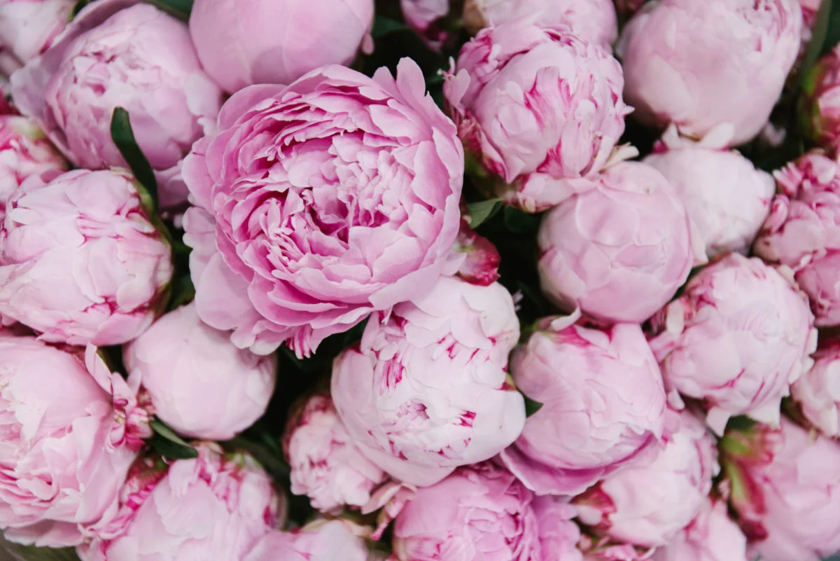 peony.jpg