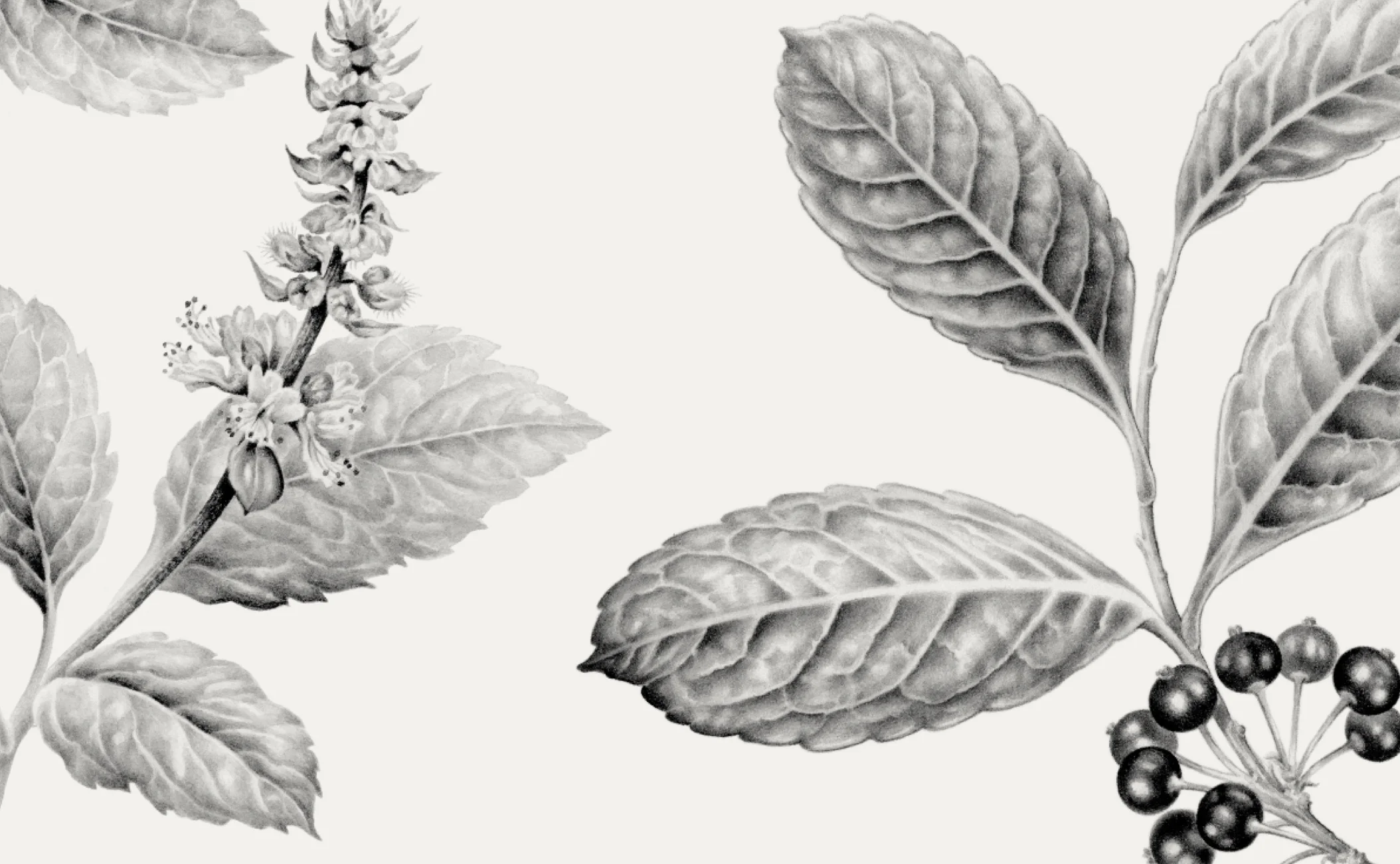 Banner-Macacha-Floral.jpg