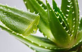 Aloe Vera (plant or gel)