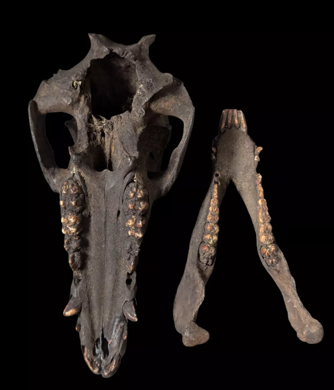 TIMOR BELU ATONI ANTIQUE RITUAL SKULL TRIBAL.jpg