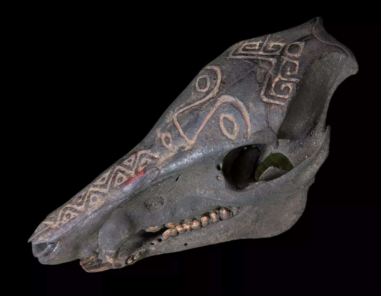 TRIBAL RITUAL SKULL TIMOR ANTIQUE SCRIMSHAW OCEANIC2.jpg