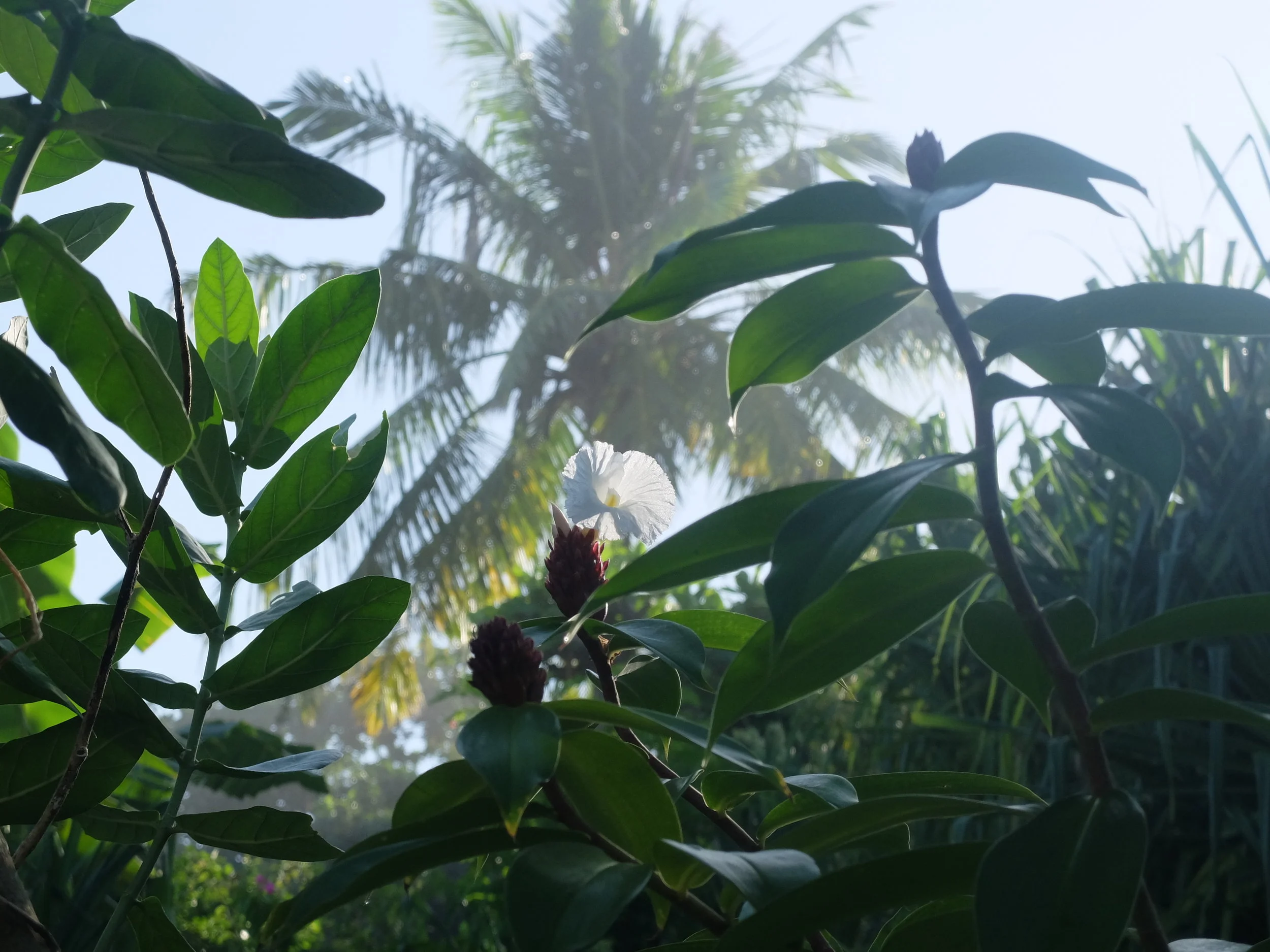 Tropical Times