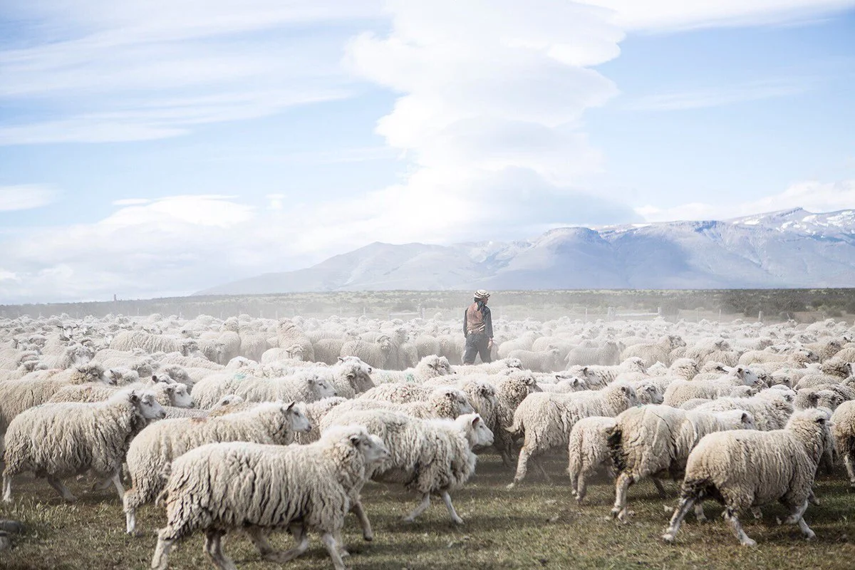 Sheep Shearing season in Patagonia - Helen Catchart