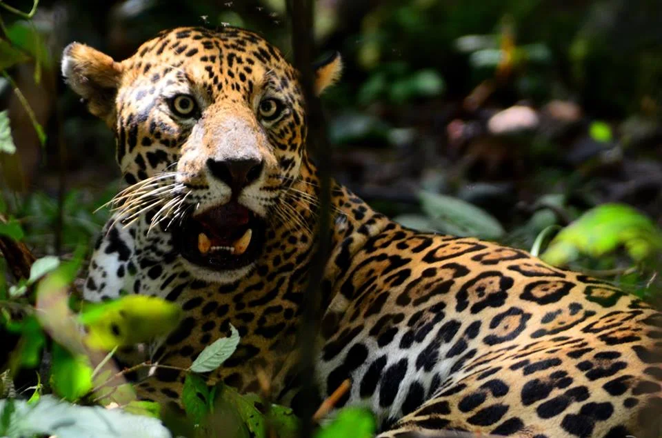 Leopard Conservation at Uakari Lodge