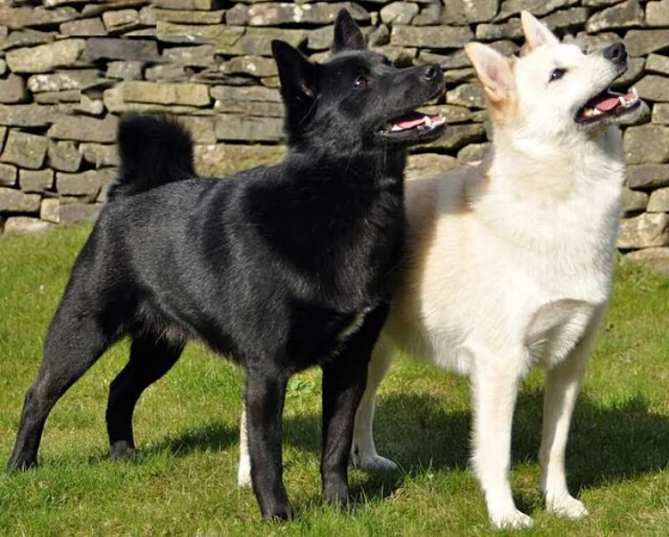 BUHUND DOGS - BlackandWhite_preview.jpg