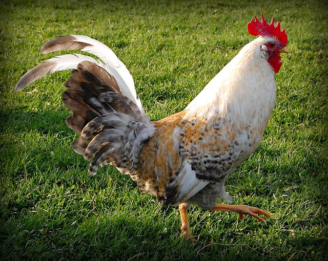 Jaerhorn Chicken_preview.png