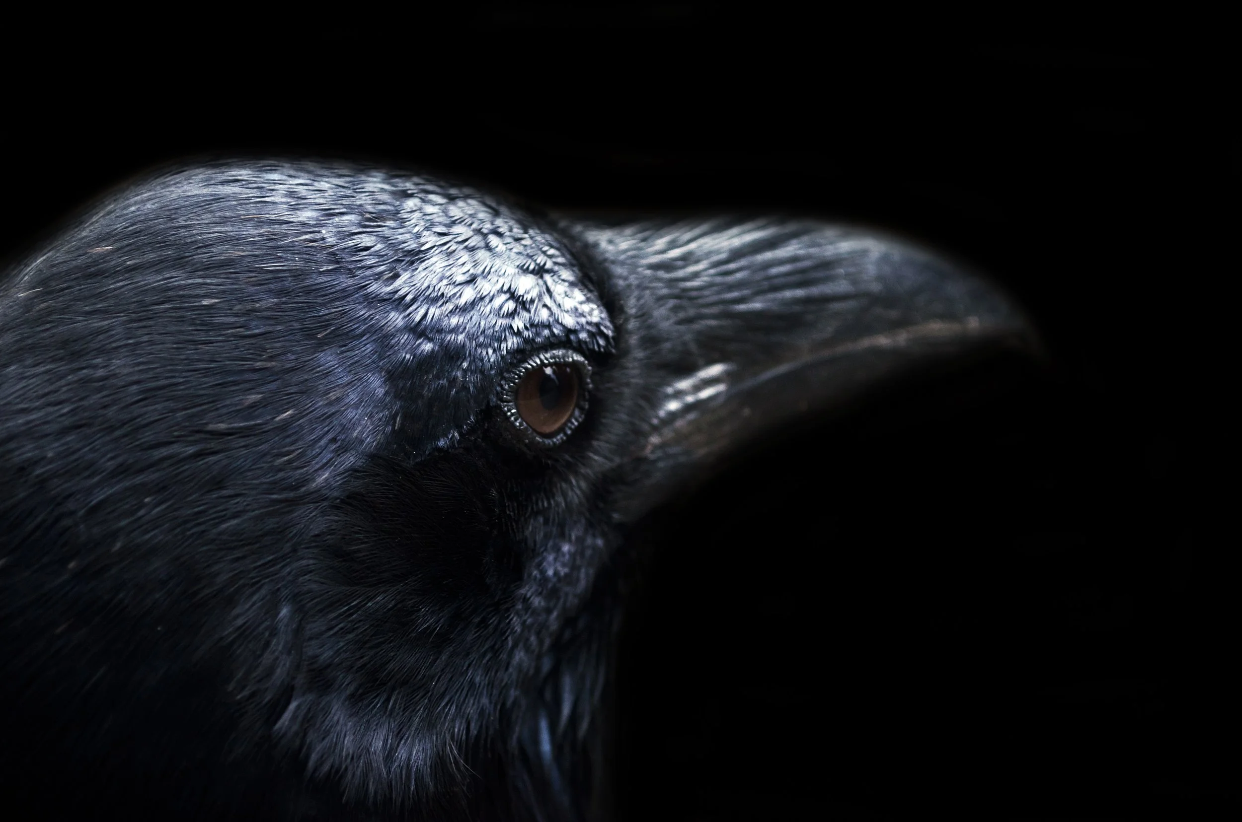 RAVEN FOLKLORE AND MYTH