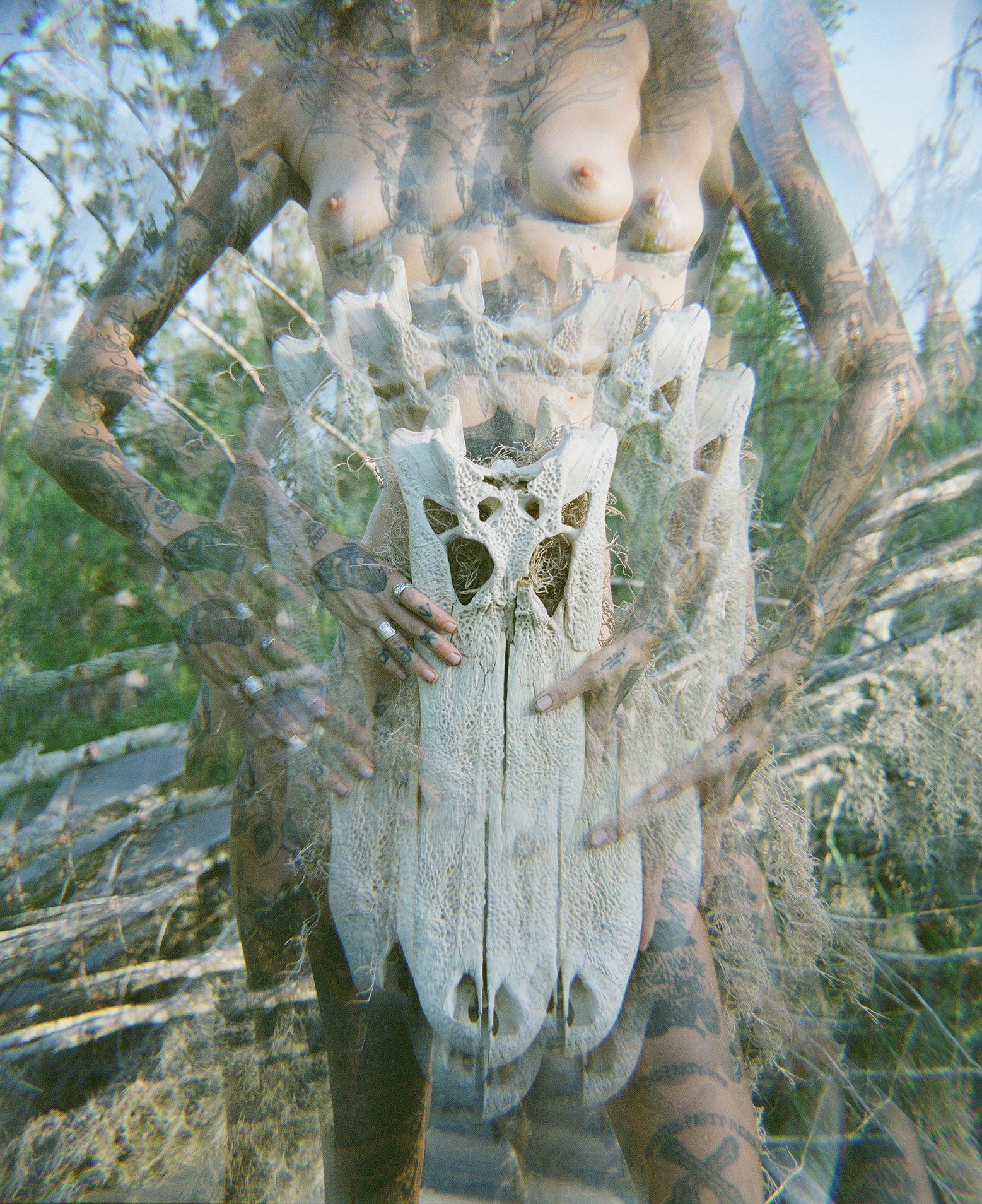 The Spirit of the Gator