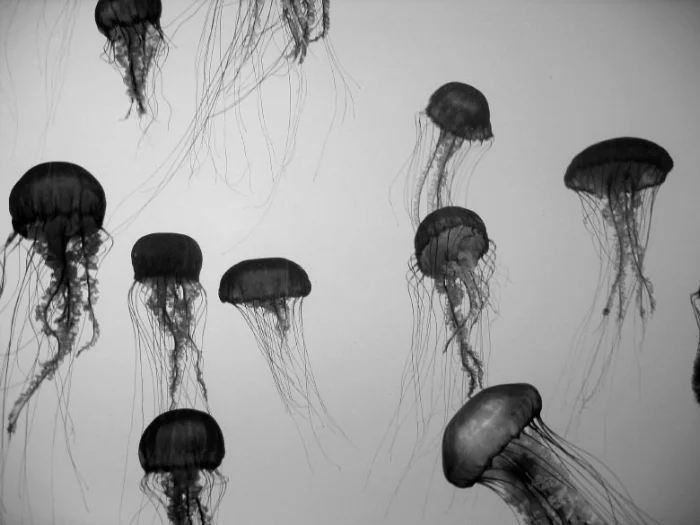 Jellyfish (Chrysaora quinquecirrha or sea nettles)