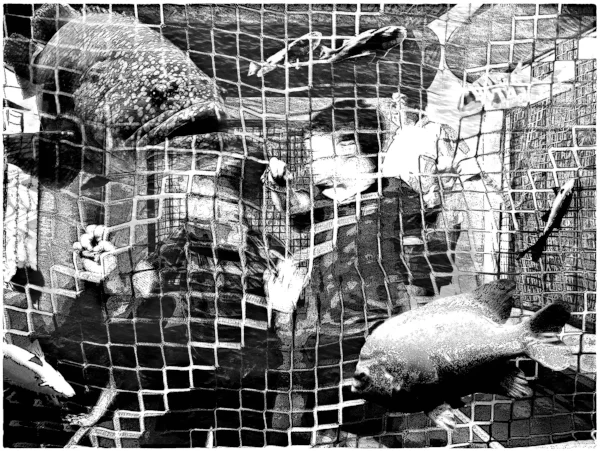 Fish Caged