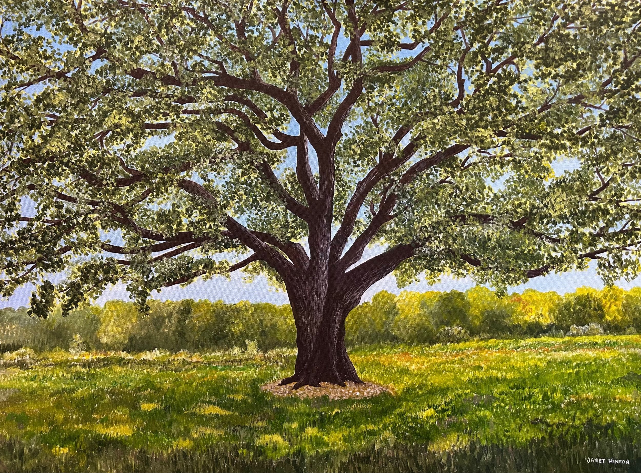 Live Oak (30×40) Private Collection