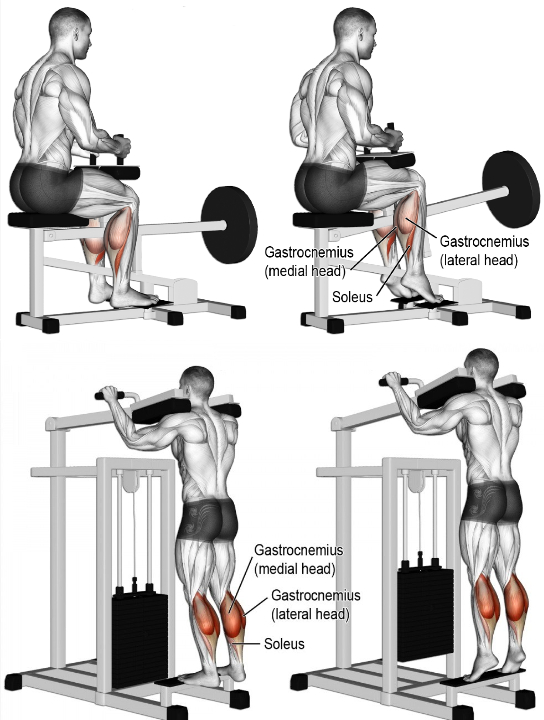 Calf Exercises (2).jpg