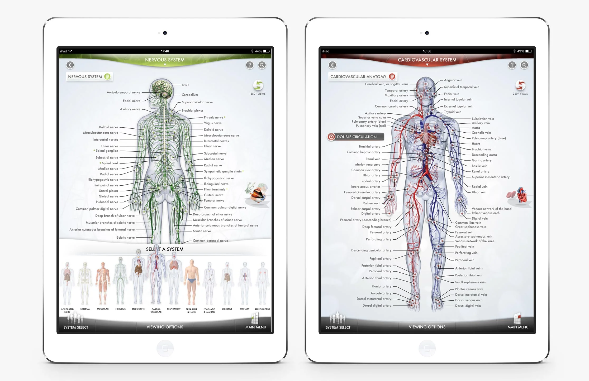 The-Human-Body-5.jpg