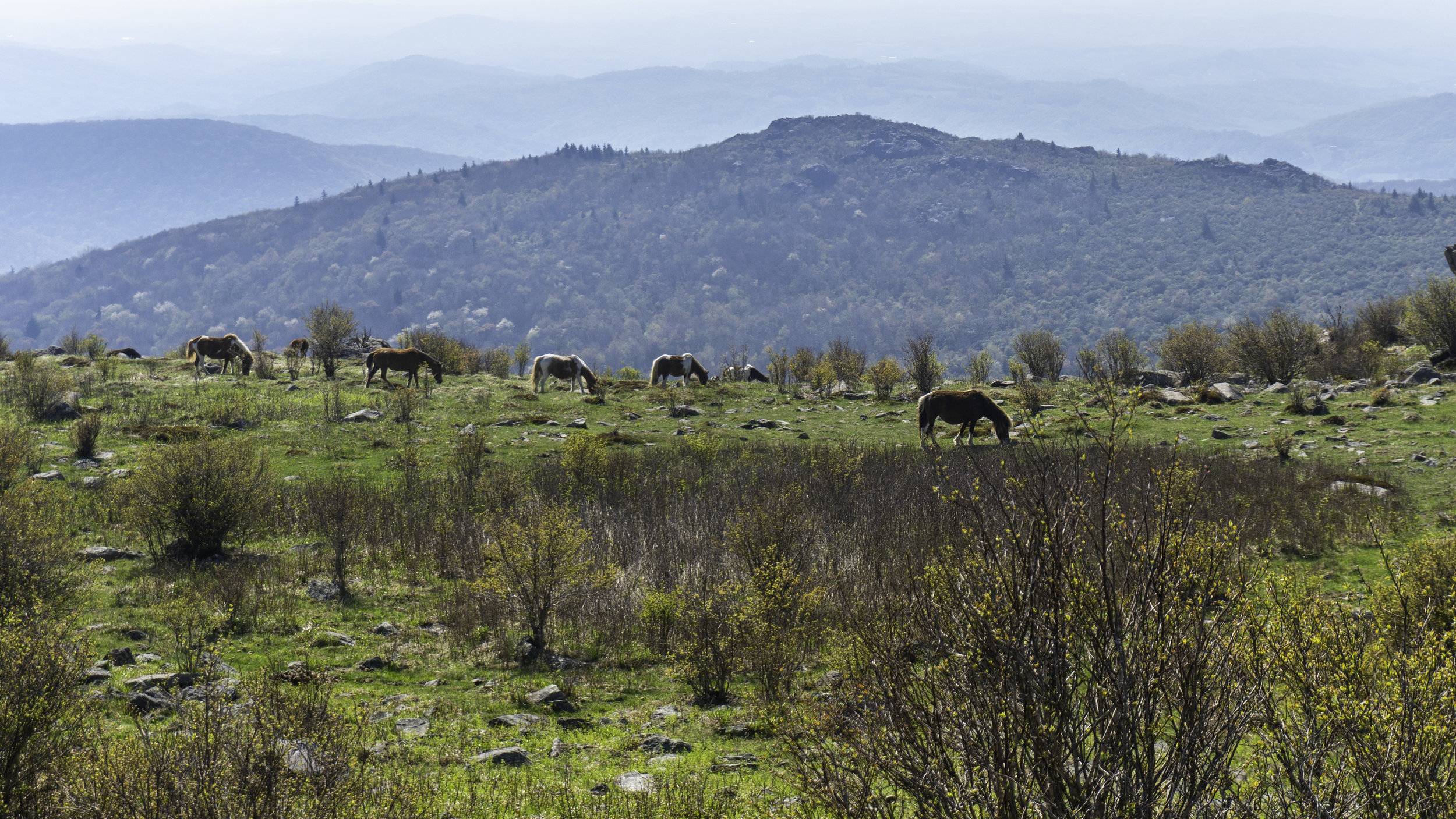  Highlands wild ponies 