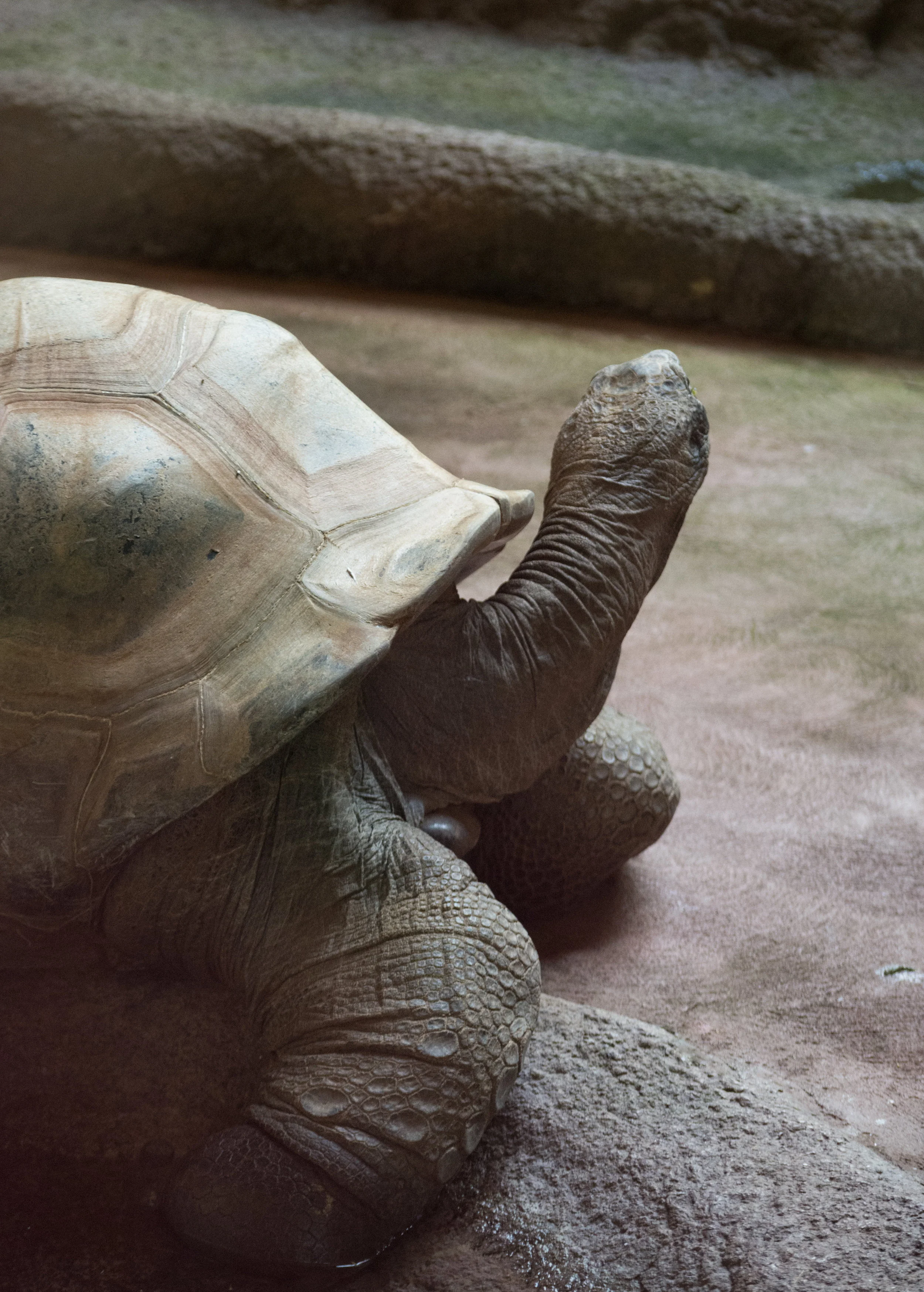 This is an Abracadabra Tortoise. I'm kidding, but not far off to be honest. They're called the Aldabra Giant Tortoises, and they're some of the largest in the world. They can weigh more than 550lbs, despite being just over a metre long. 