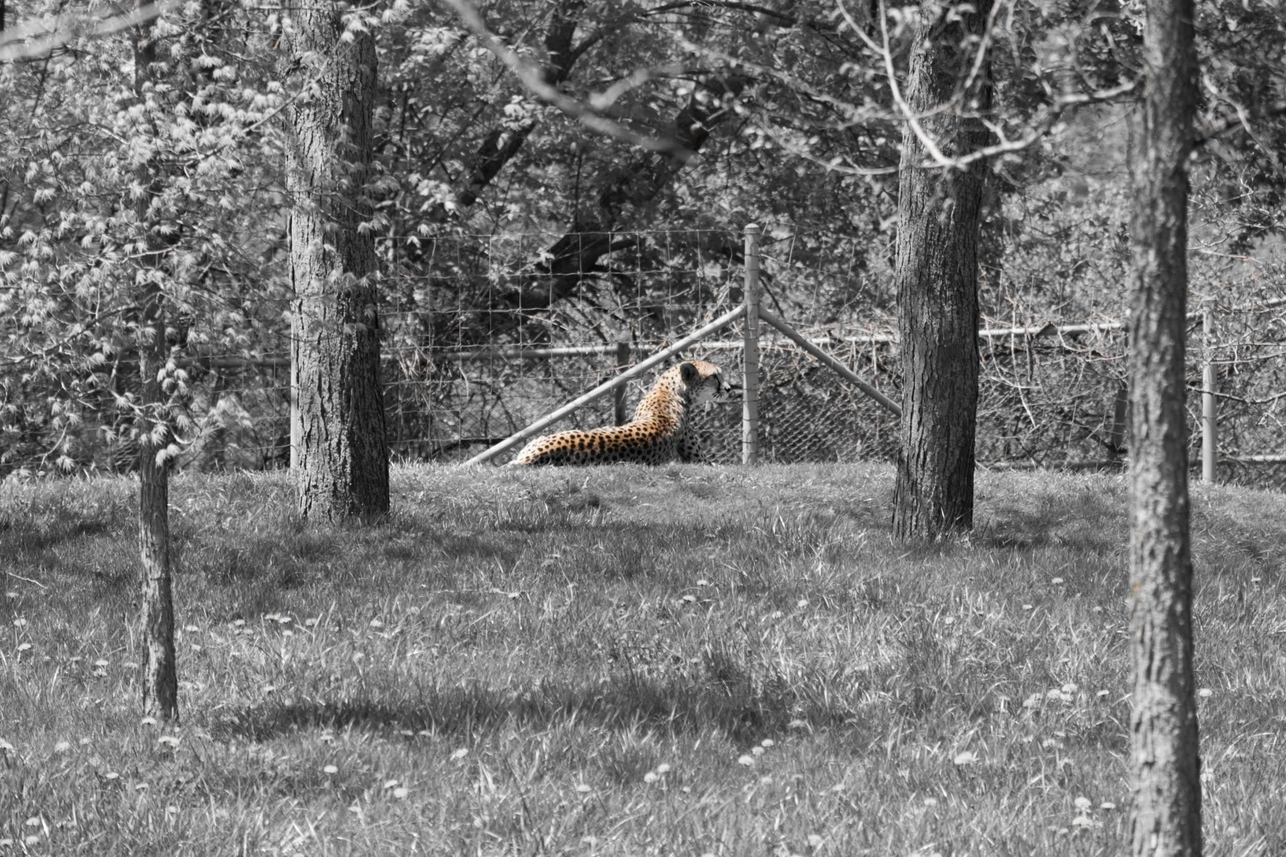 Cheetah