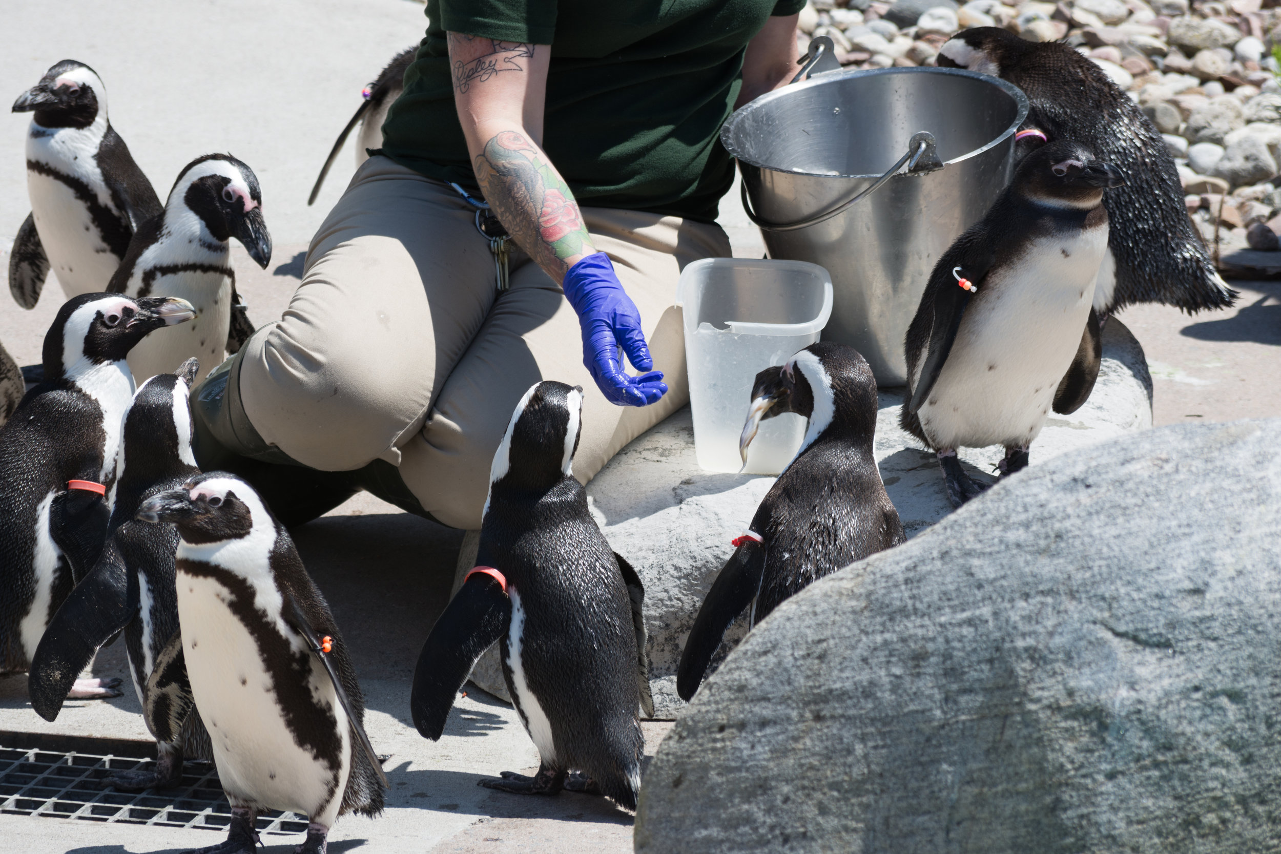 The African Penguins