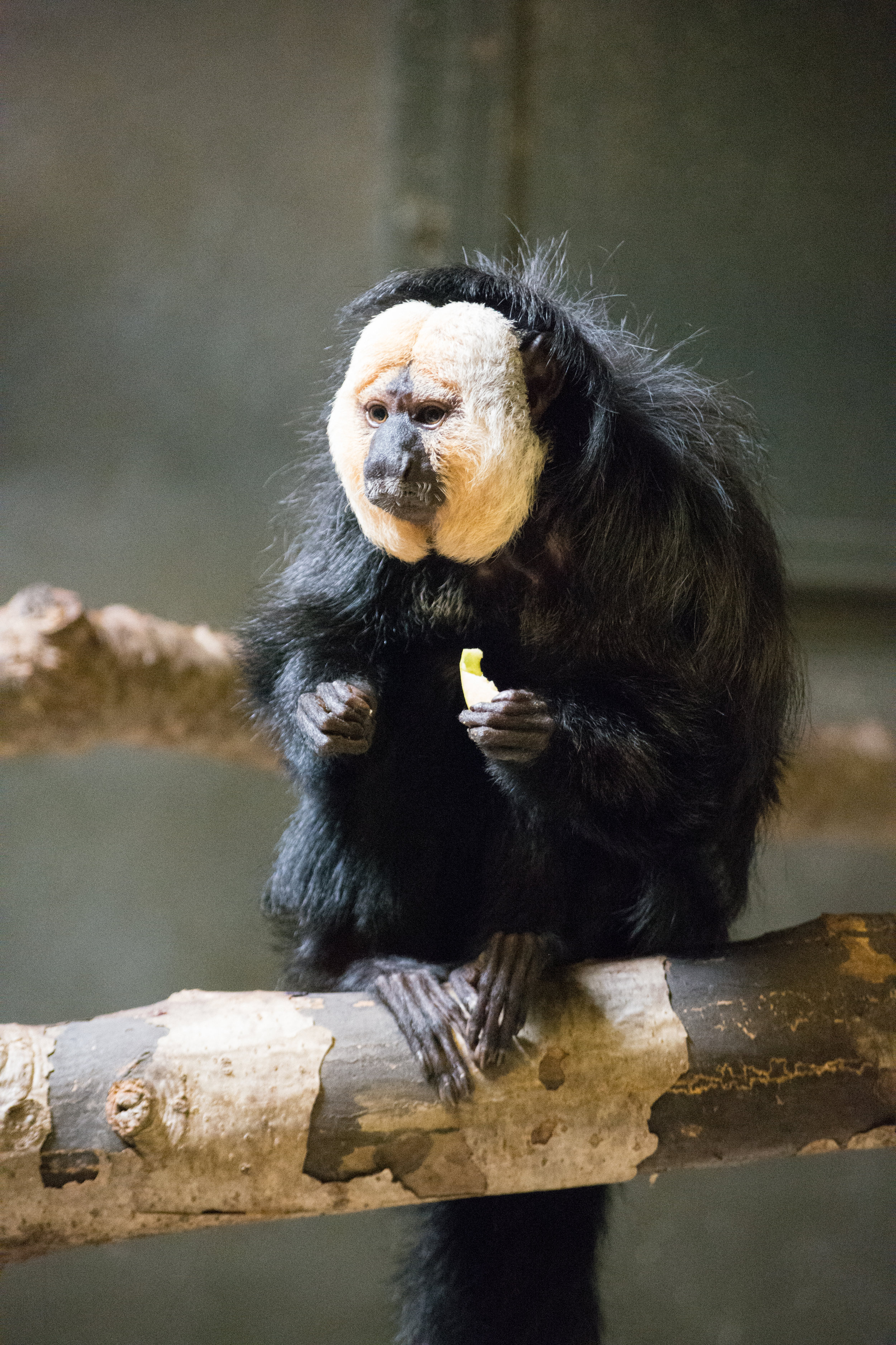 White-Faced Saki