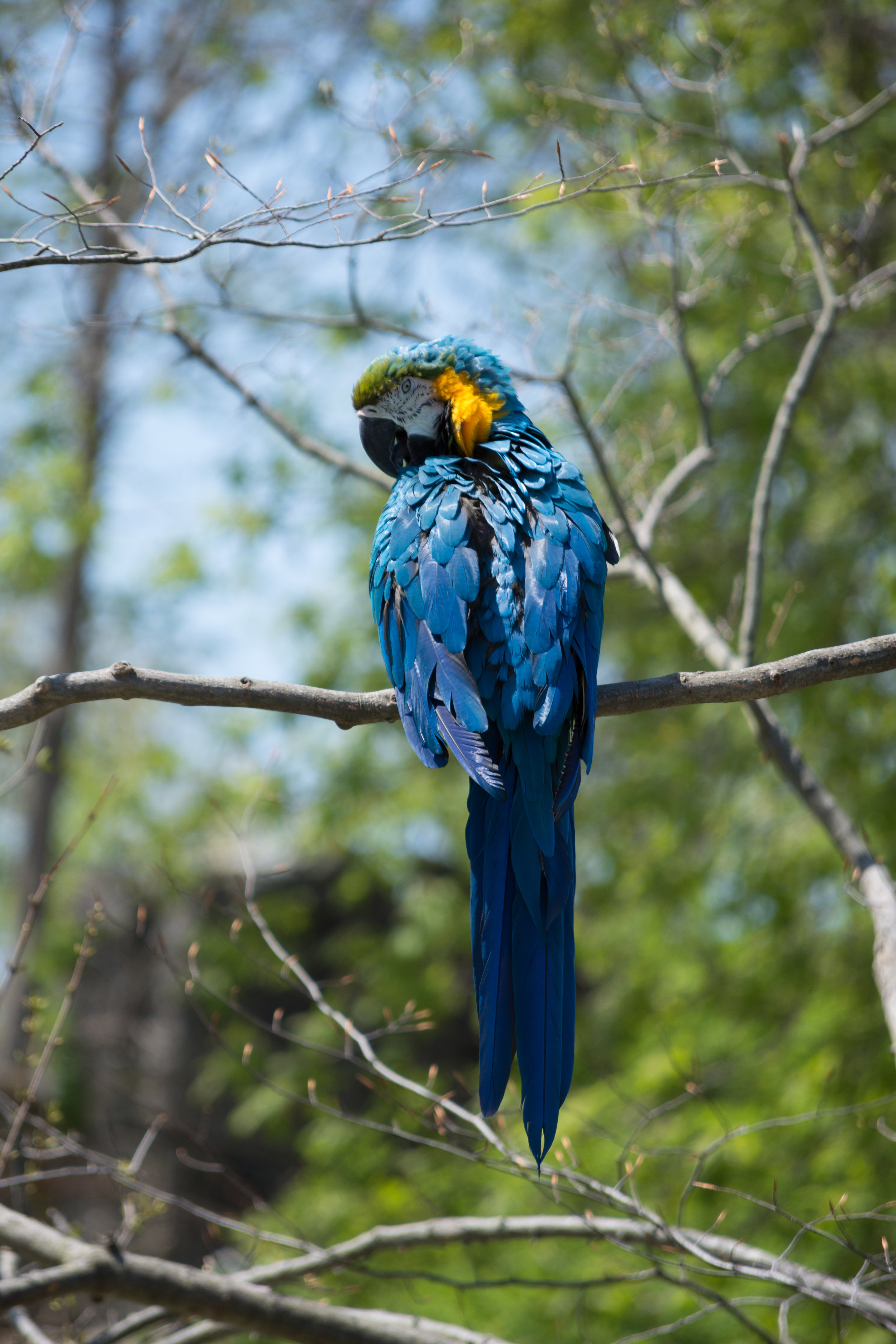 Blue-and-Yellow Macaw