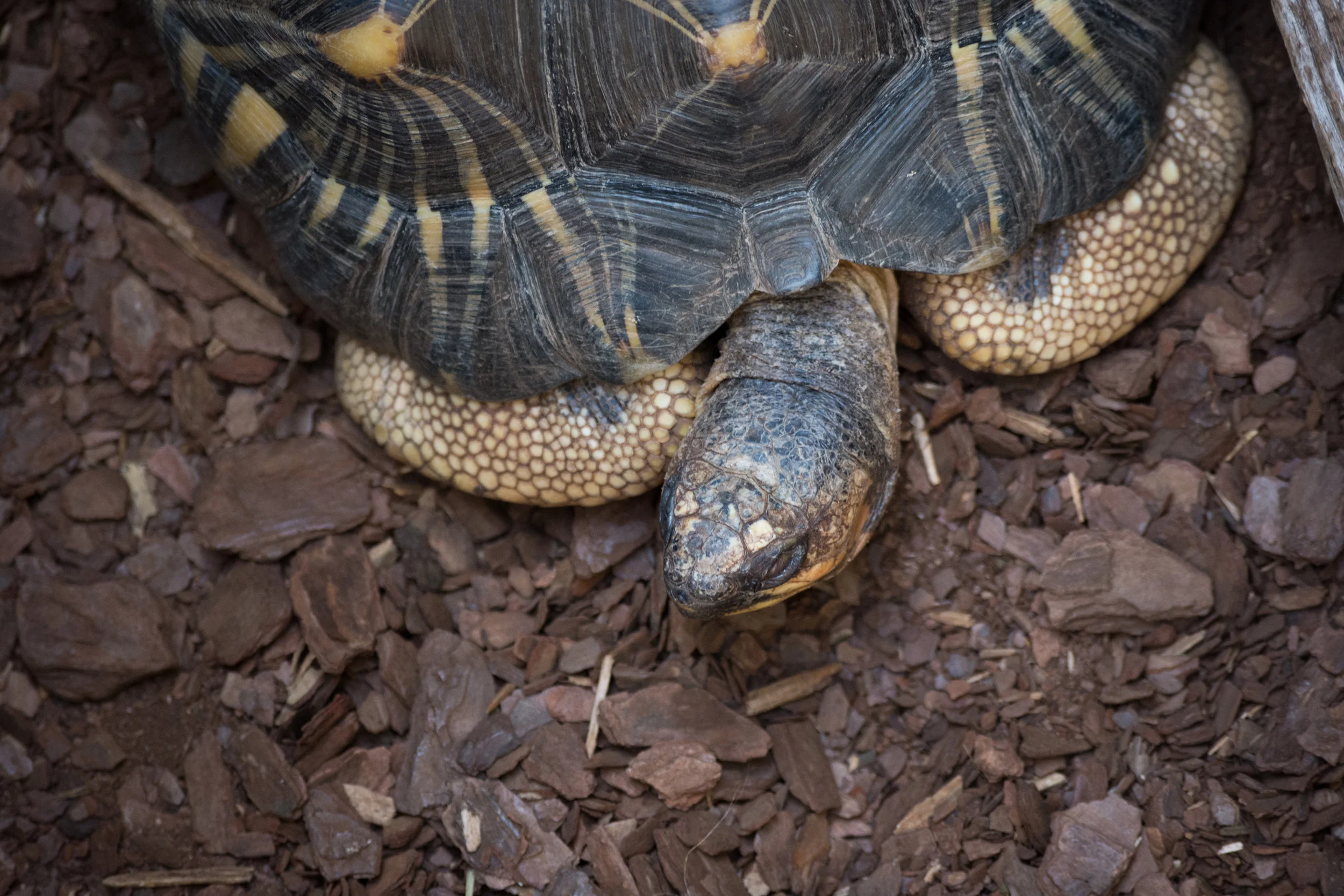 Burmese Star Tortoise