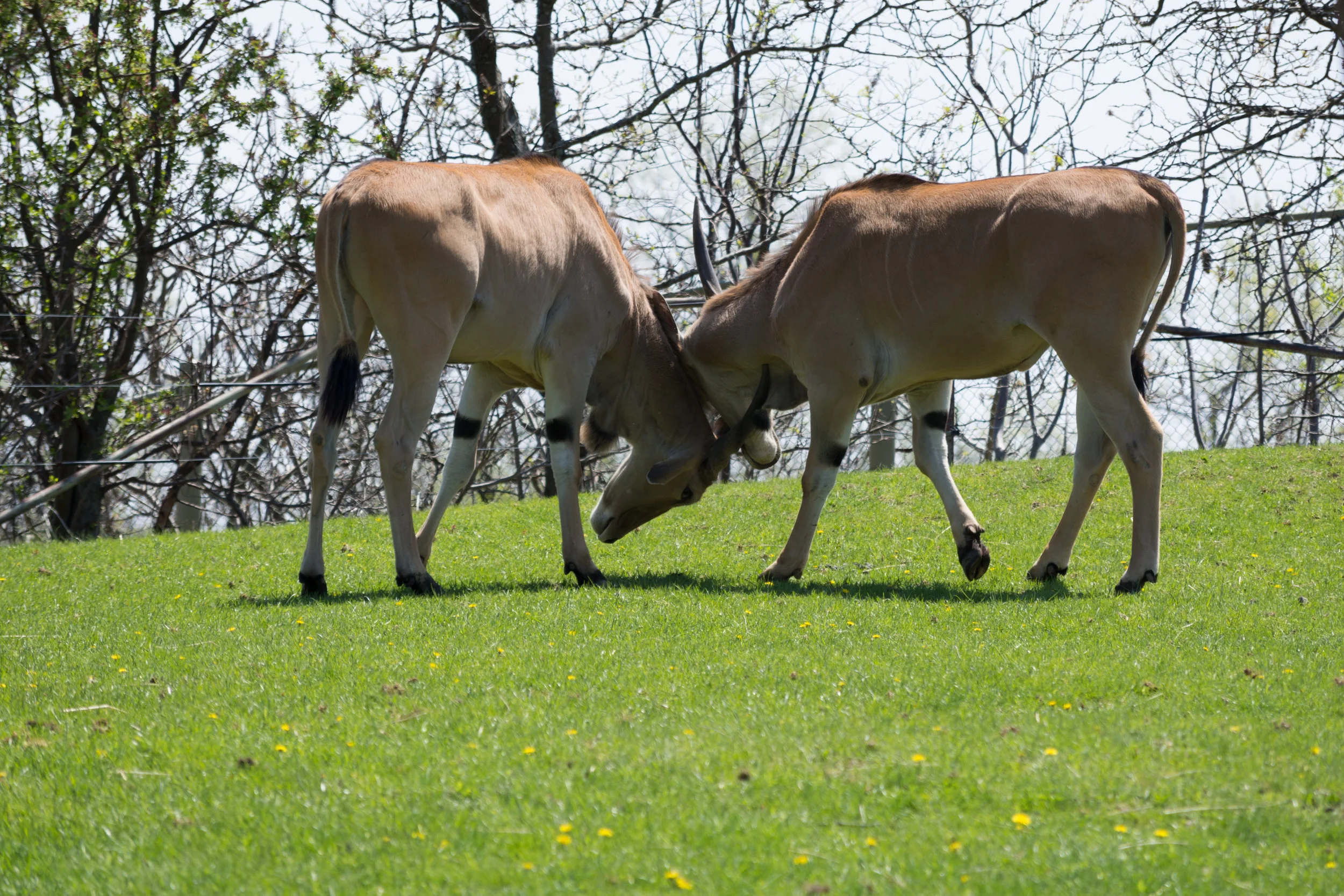 Greater Kudu