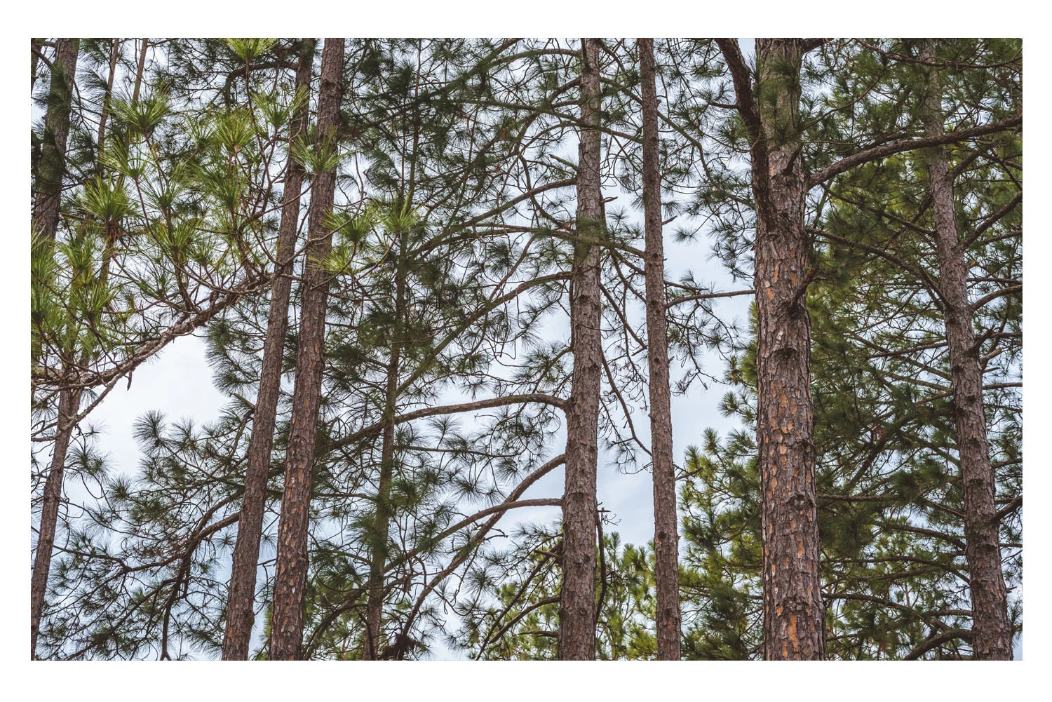 i saw the beautiful trees 2.jpg