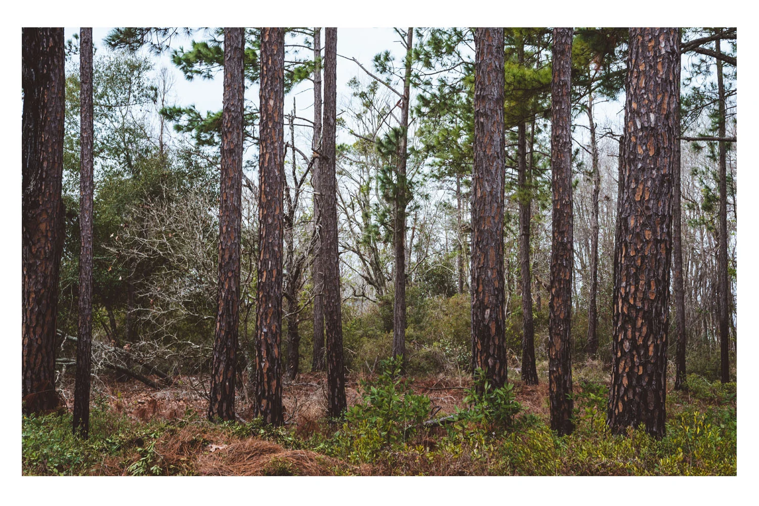 i saw the beautiful trees 4.jpg