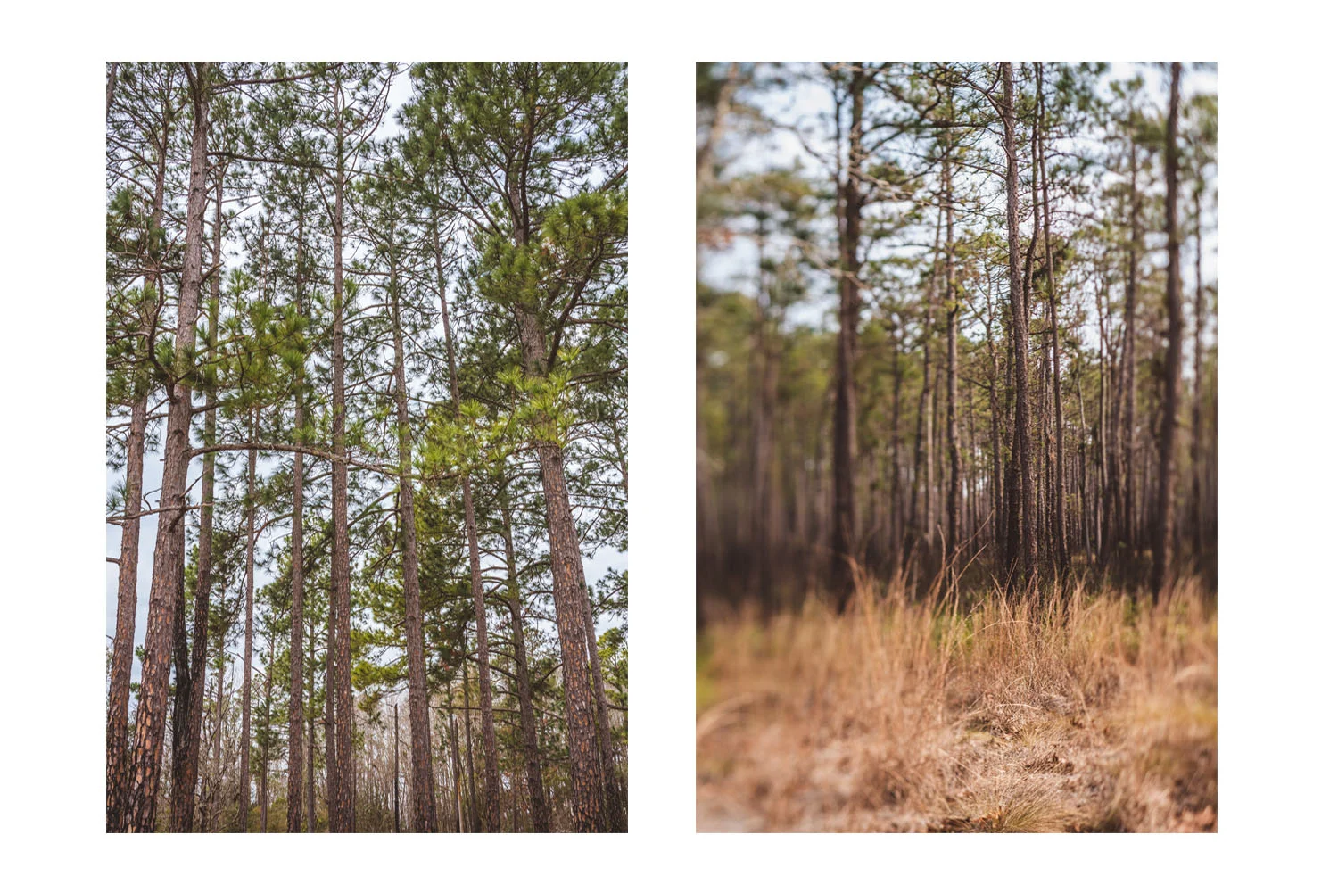 i saw the beautiful trees 5.jpg