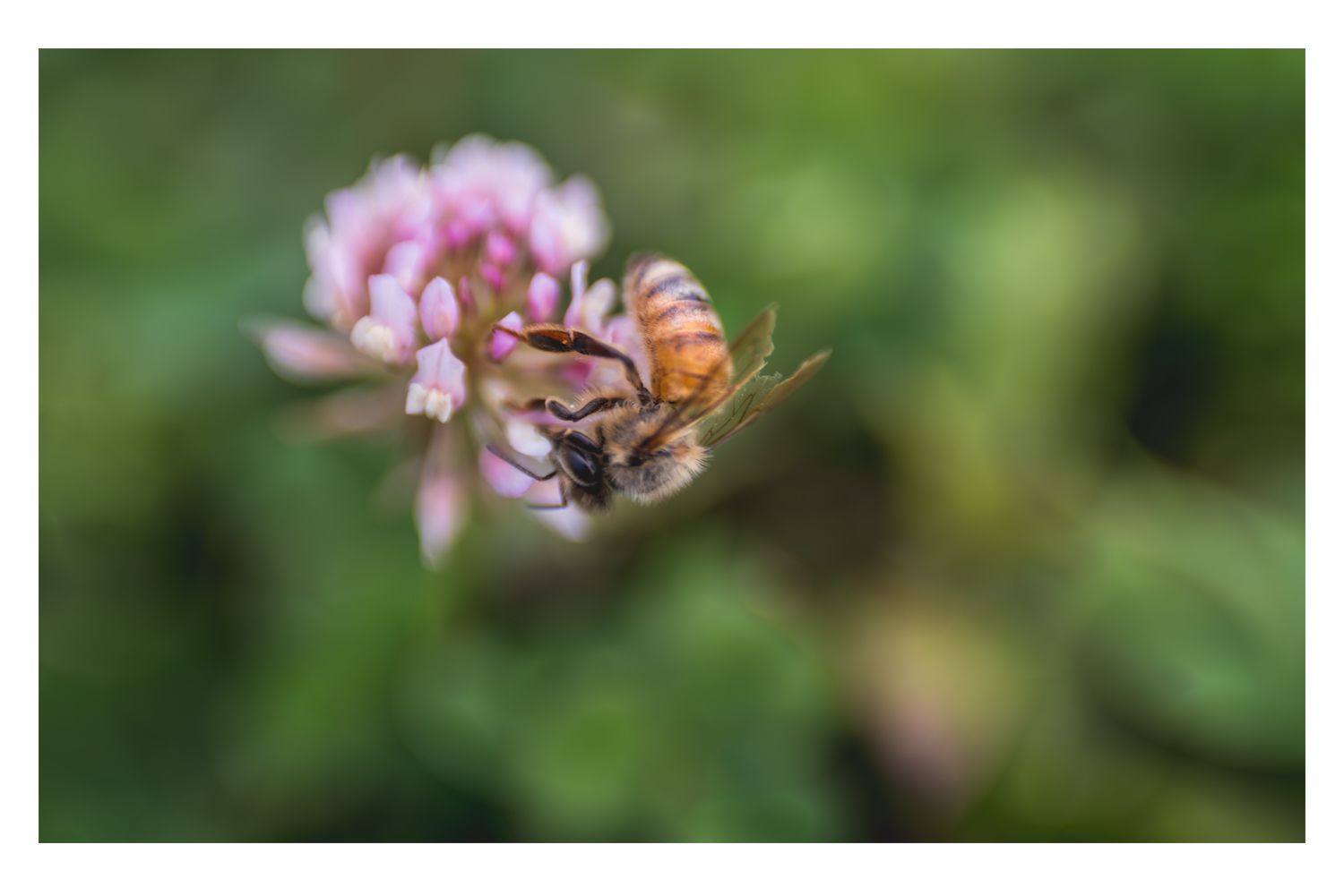 the bee and the pink clover 1.jpg