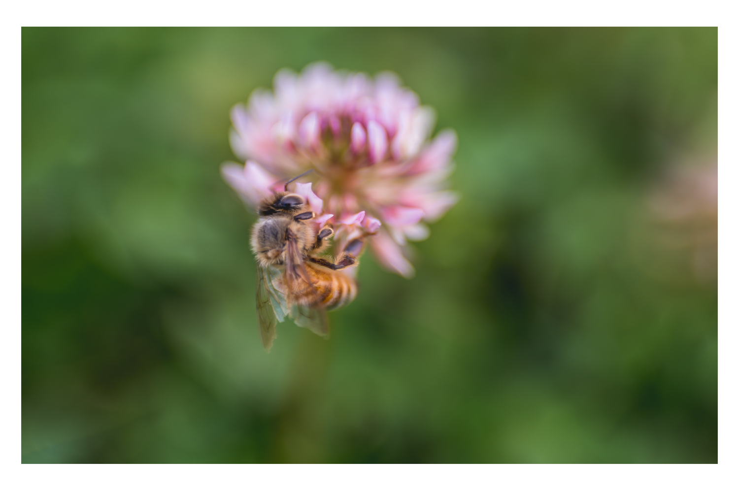 the bee and the pink clover 2.jpg