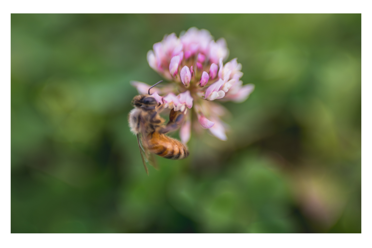 the bee and the pink clover 3.jpg
