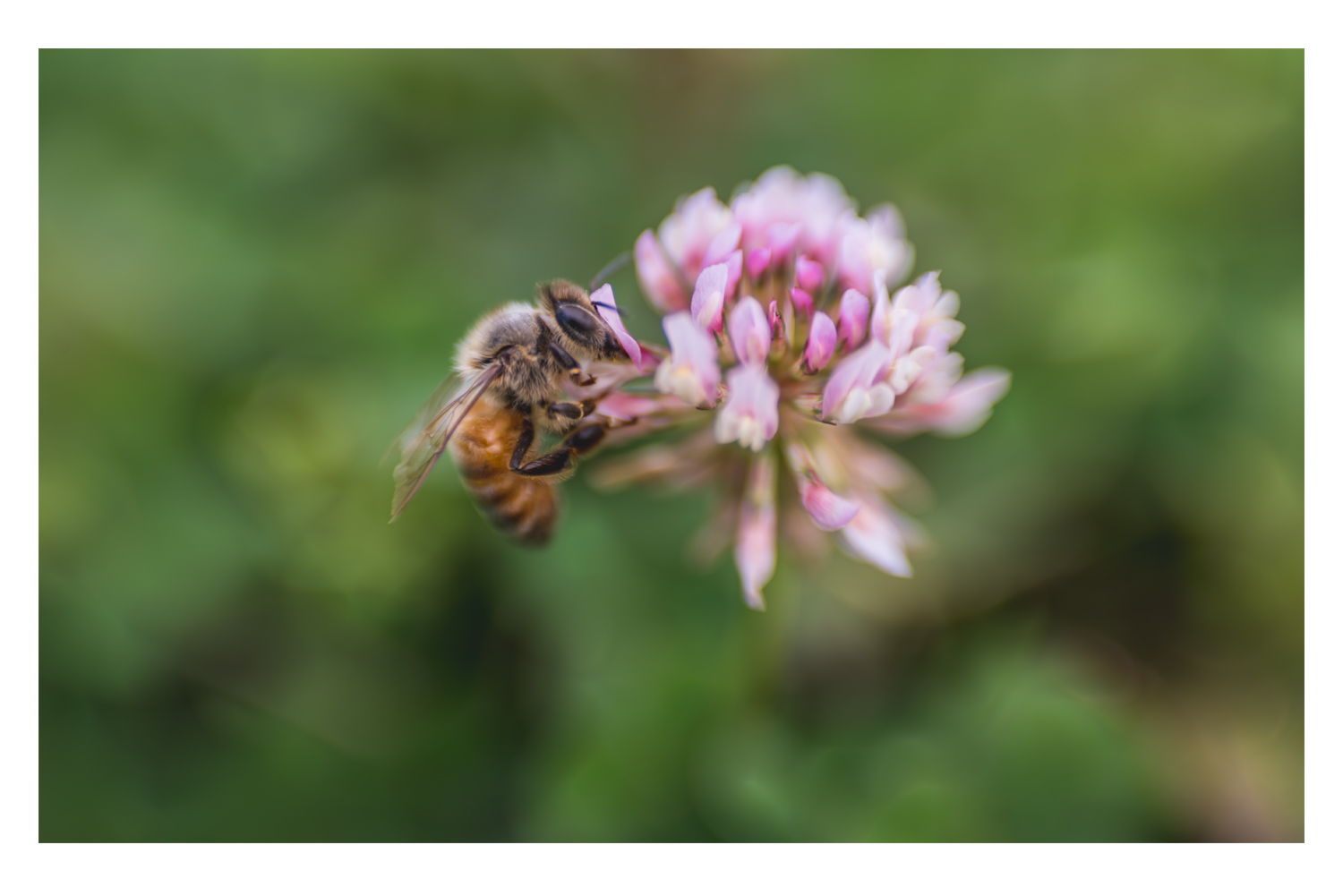 the bee and the pink clover 4.jpg