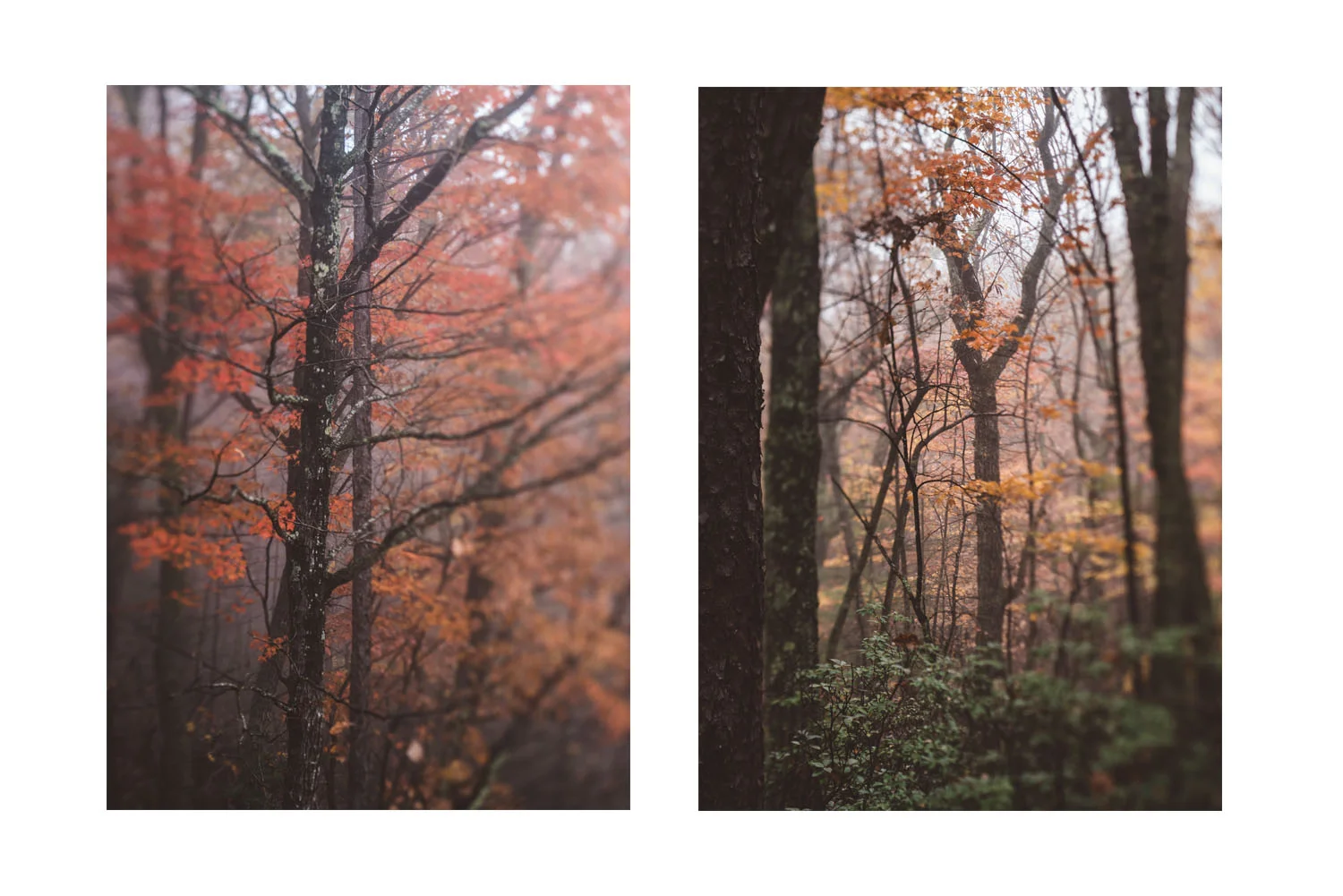 the trees in the fog 1.jpg