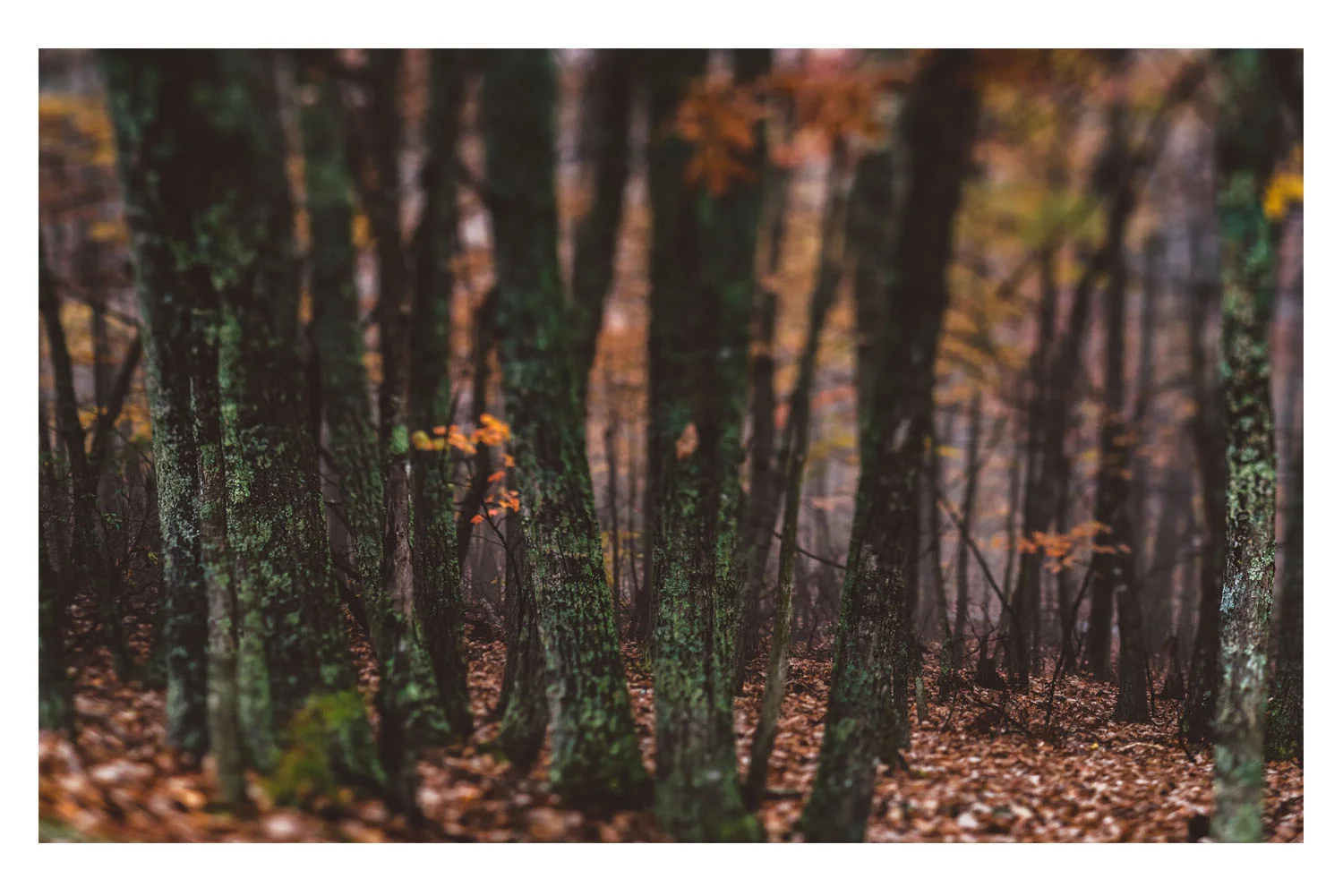 the trees in the fog 2.jpg
