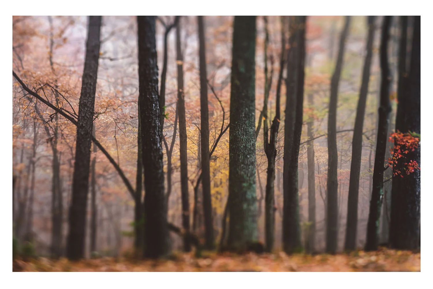 the trees in the fog 4.jpg