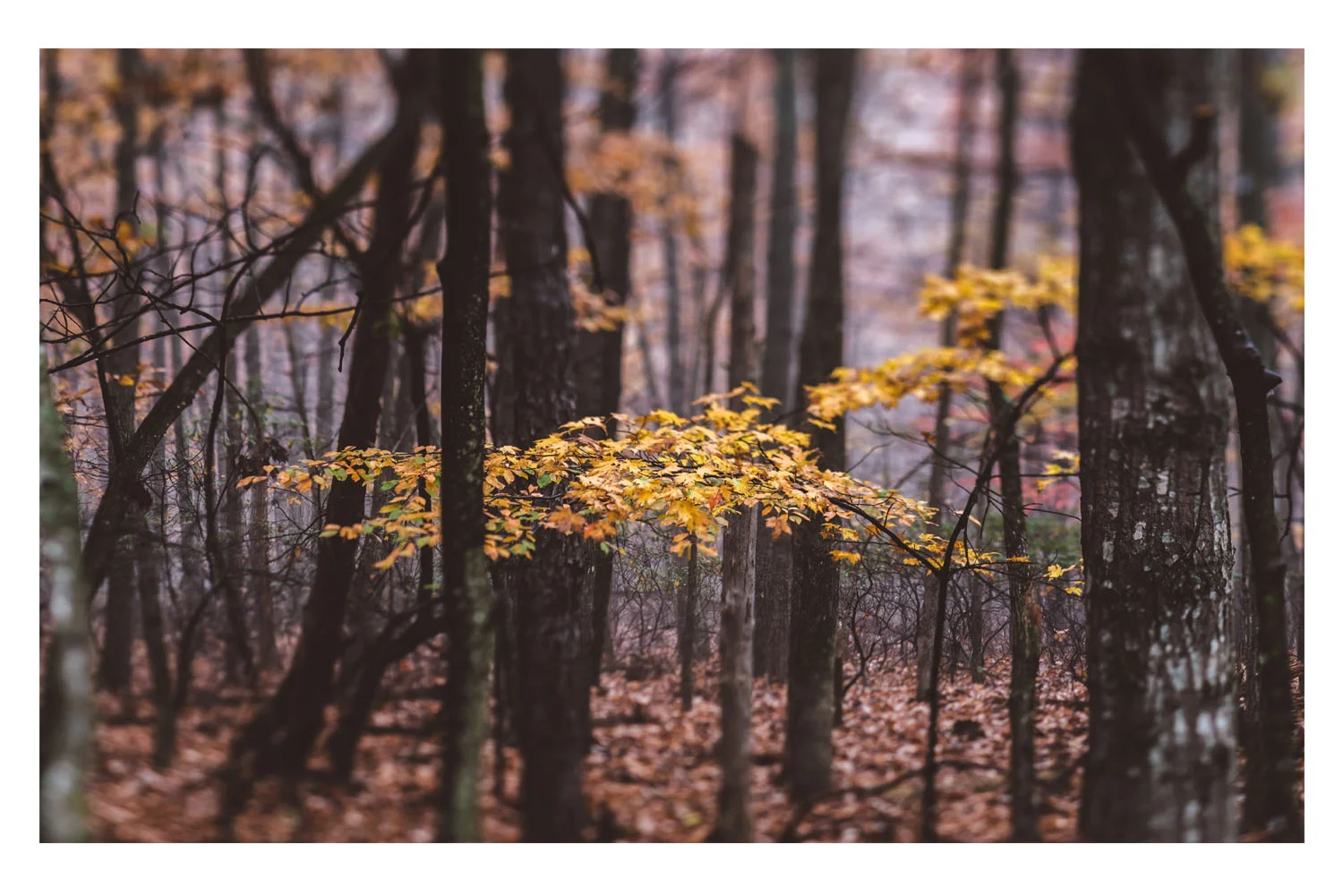 the trees in the fog 5.jpg
