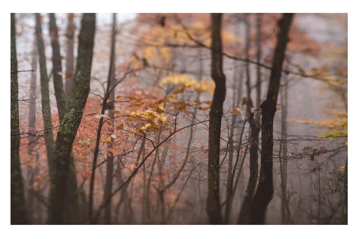the trees in the fog 8.jpg